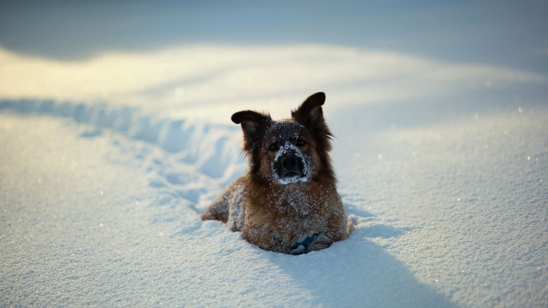 Dogs In Snow Wallpapers
