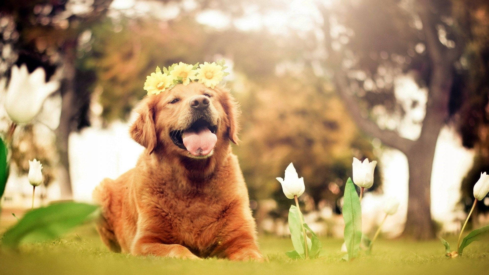 Dogs Wallpapers