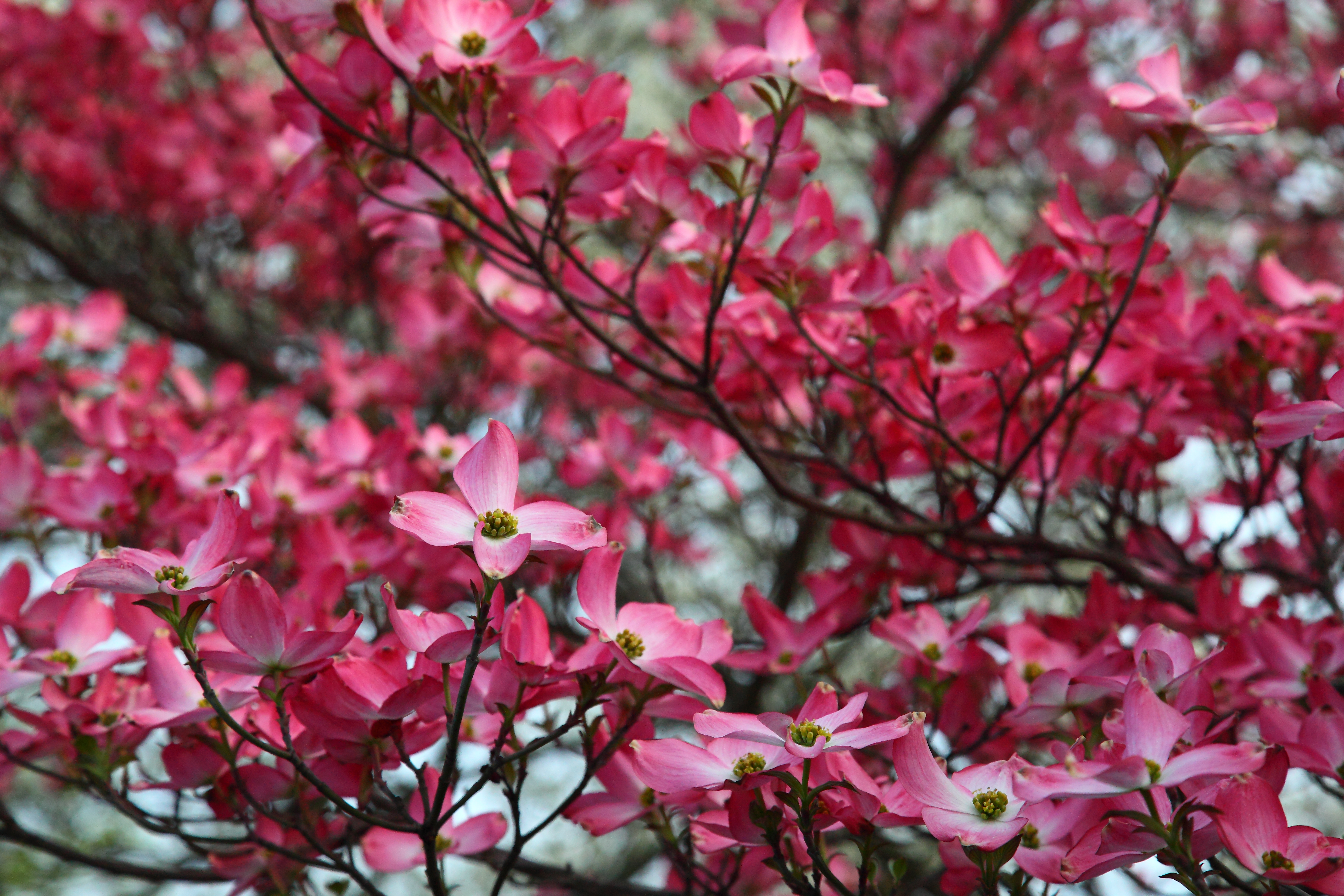 Dogwood Tree Wallpapers