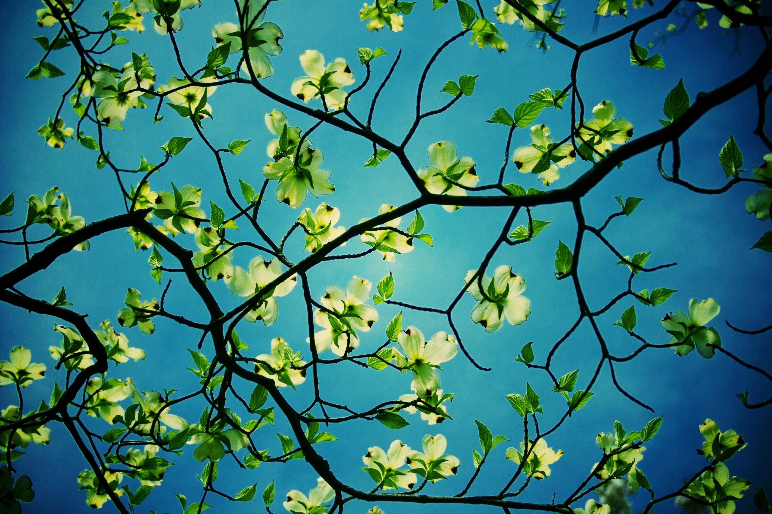 Dogwood Tree Wallpapers