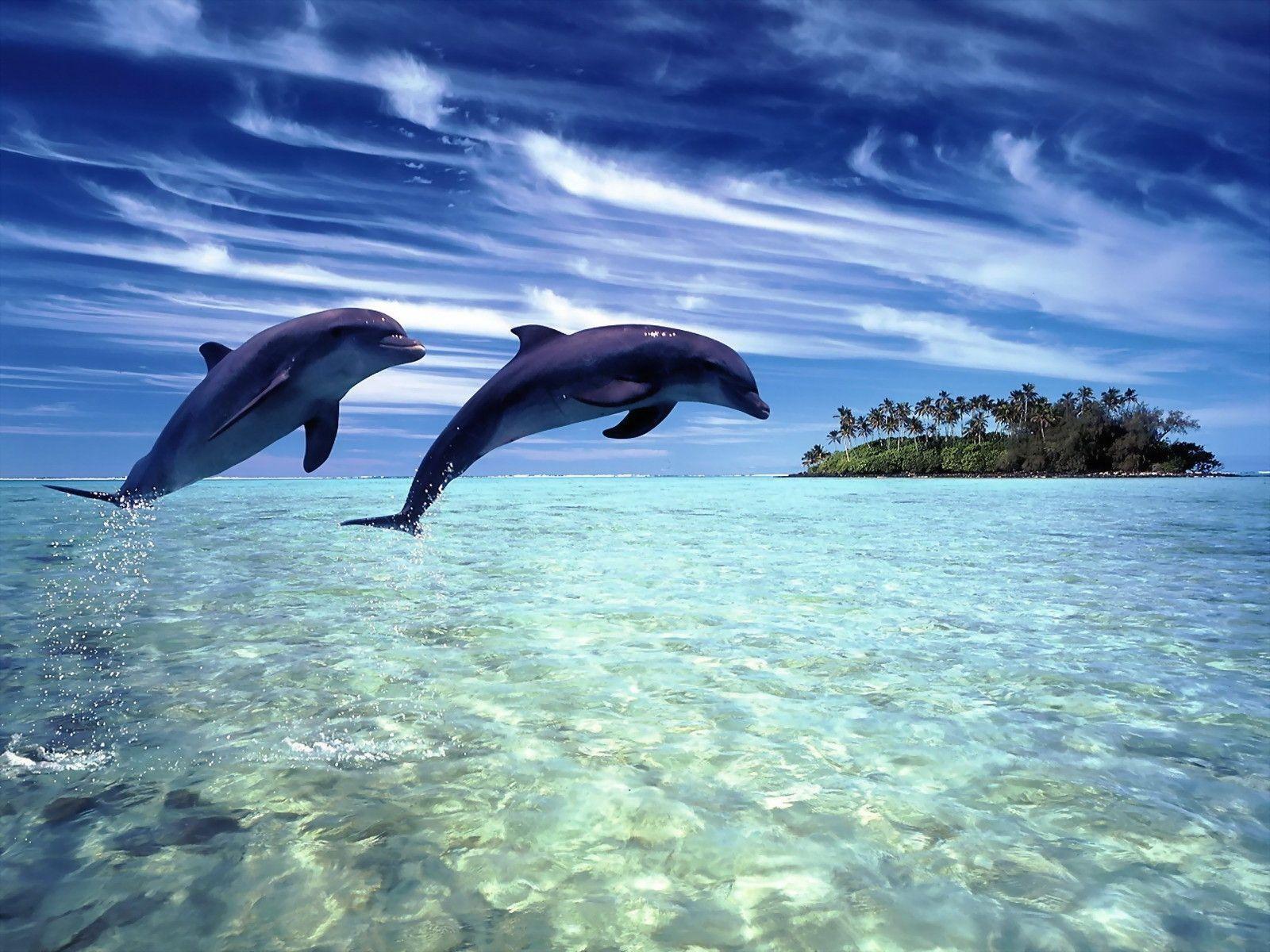 Dolphin Desktop Wallpapers