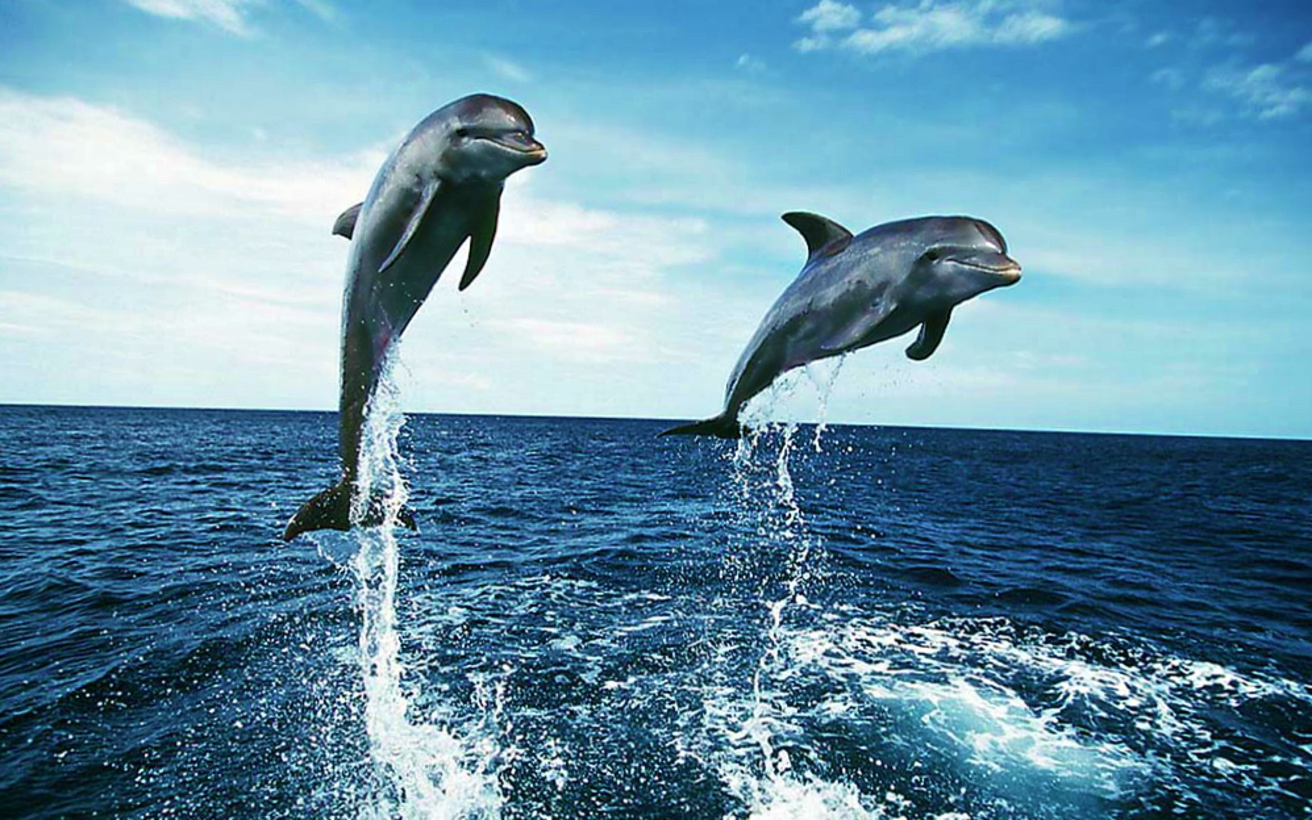 Dolphin Desktop Wallpapers