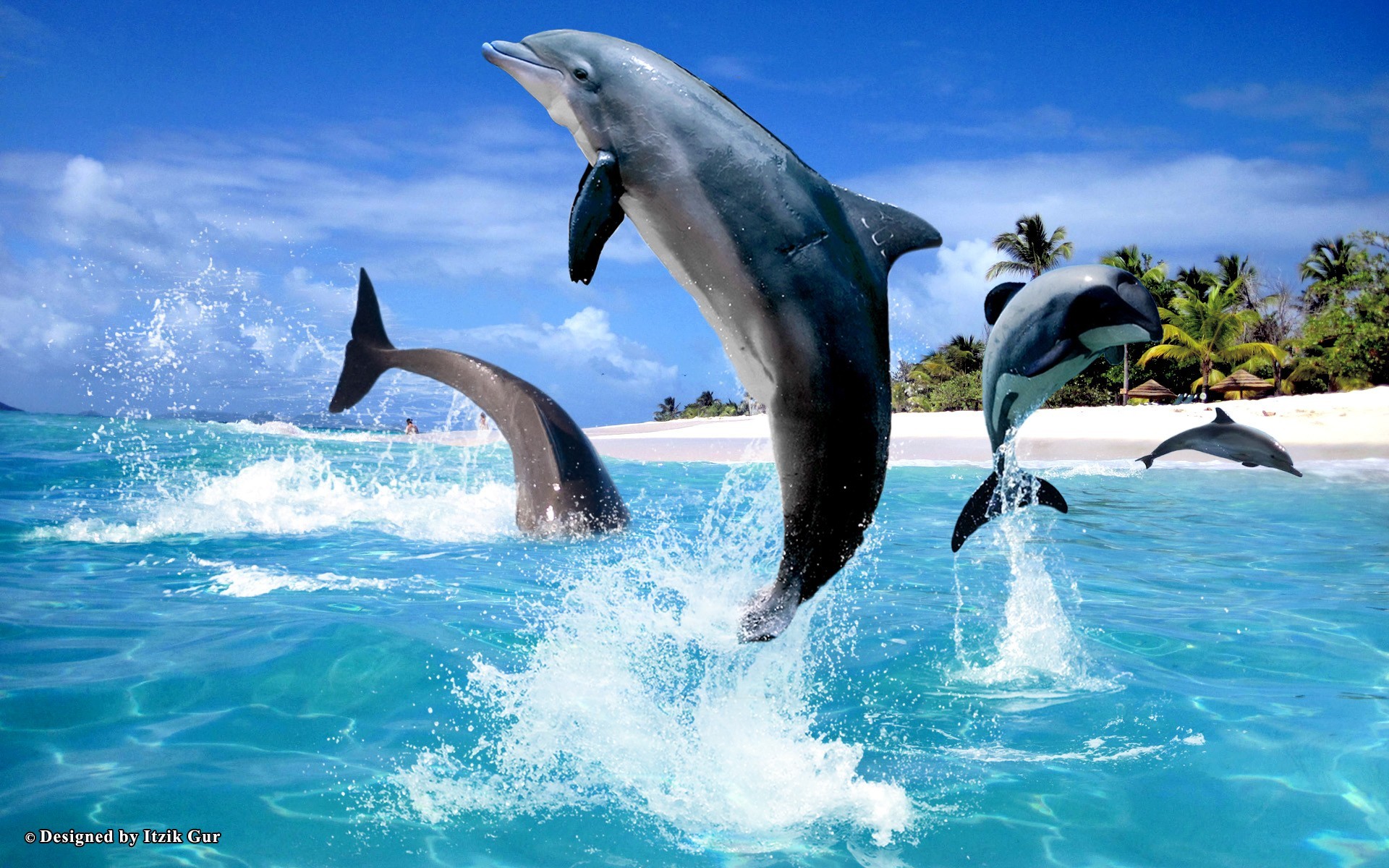 Dolphin Desktop Wallpapers