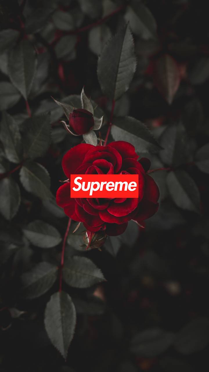 Dope Rose Wallpapers