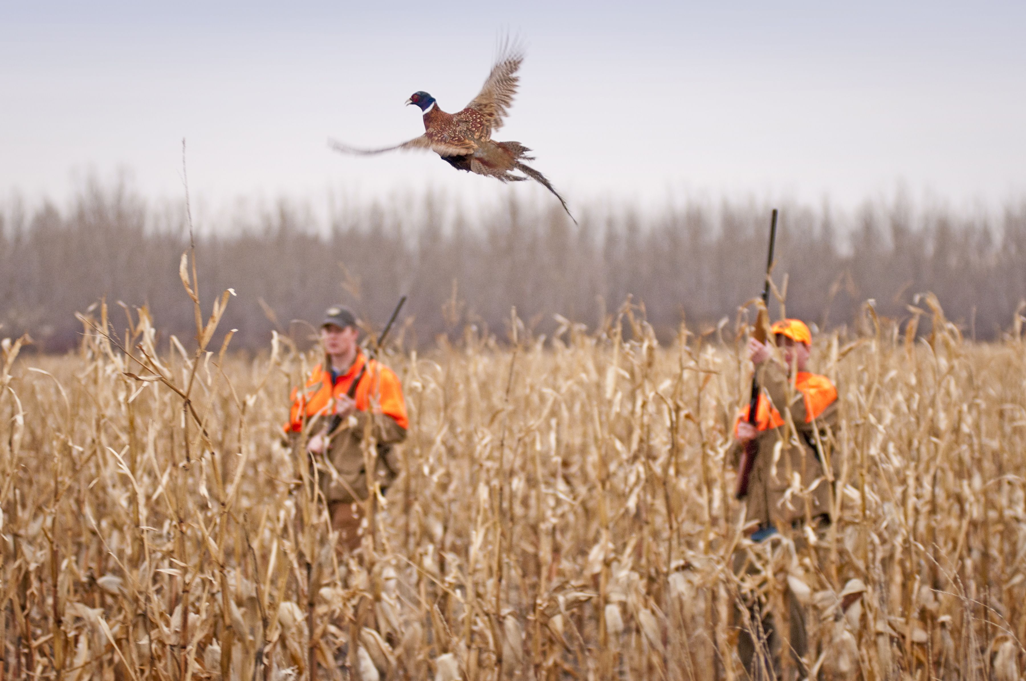 Dove Hunting Wallpapers