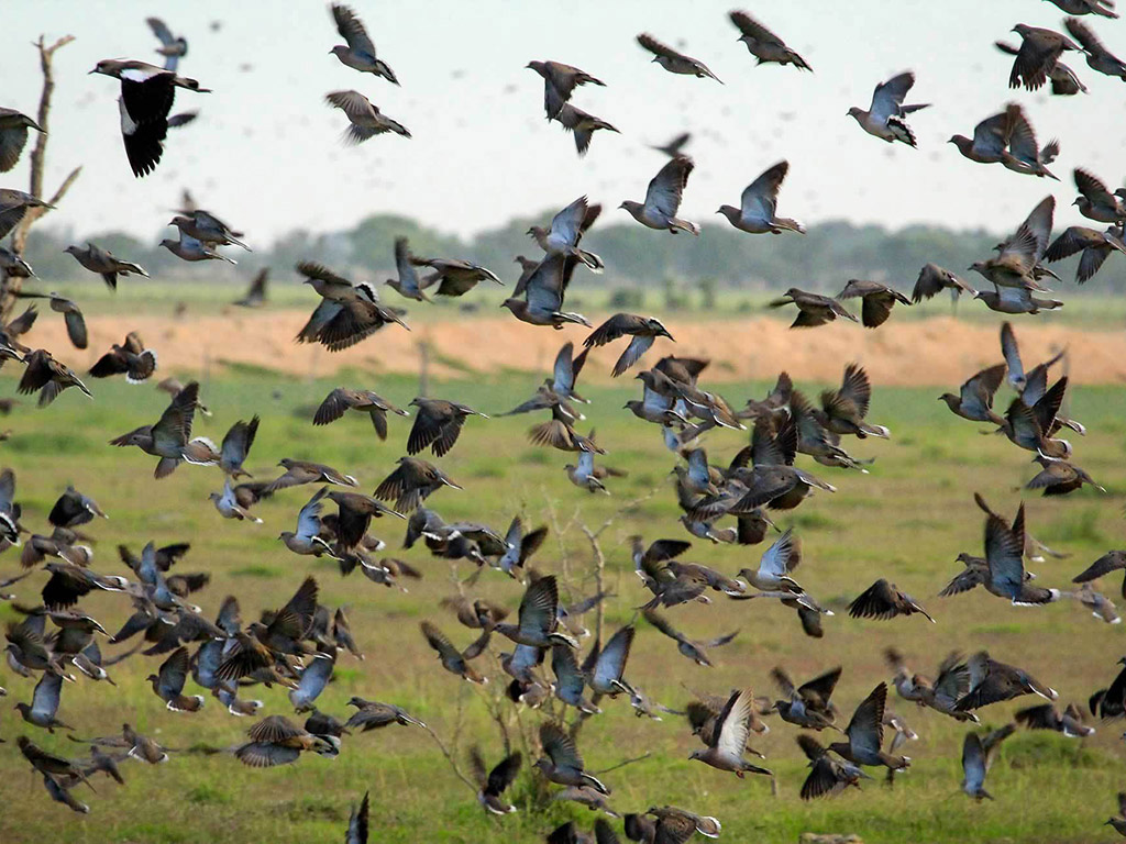 Dove Hunting Wallpapers