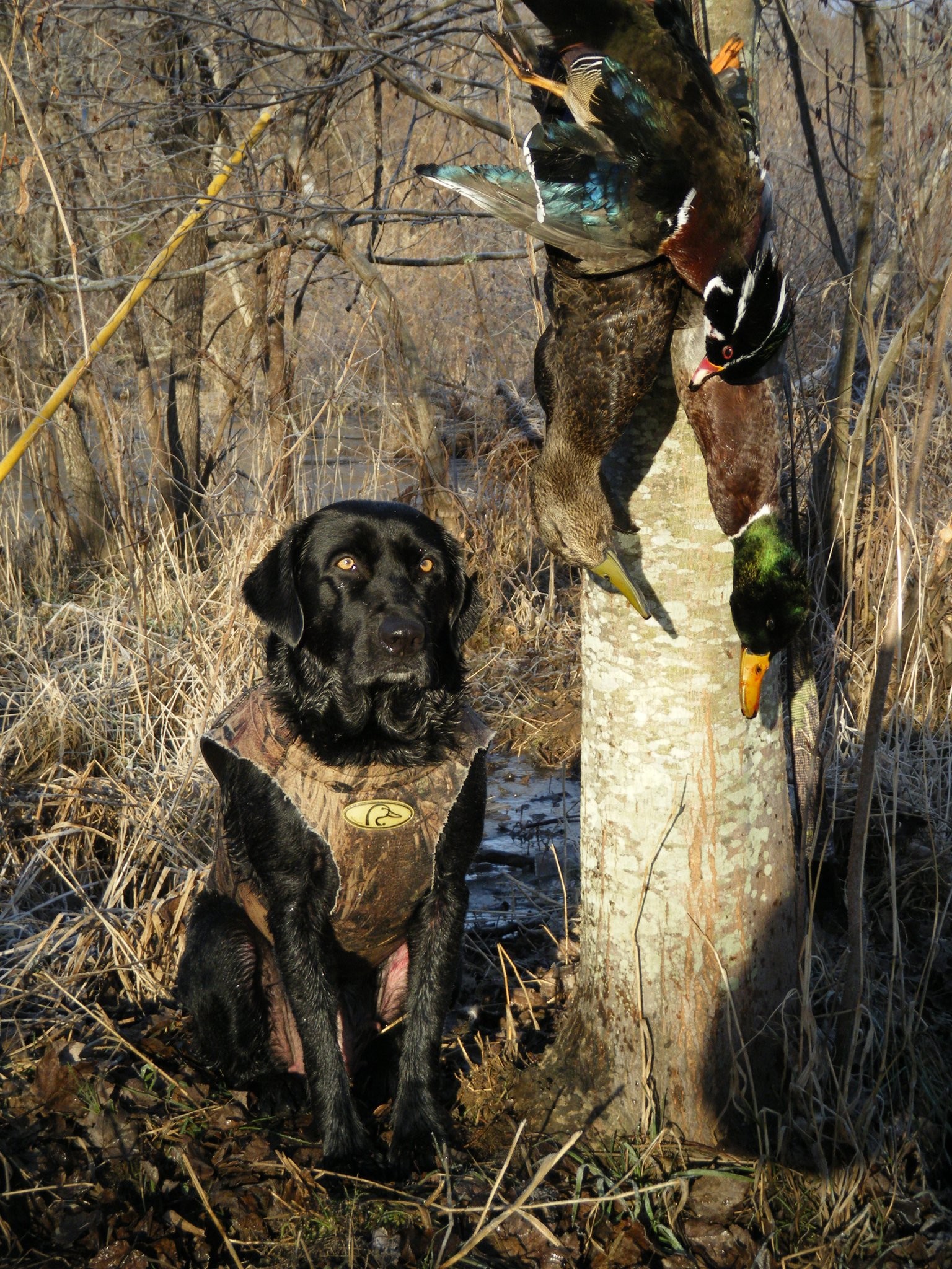 Dove Hunting Wallpapers