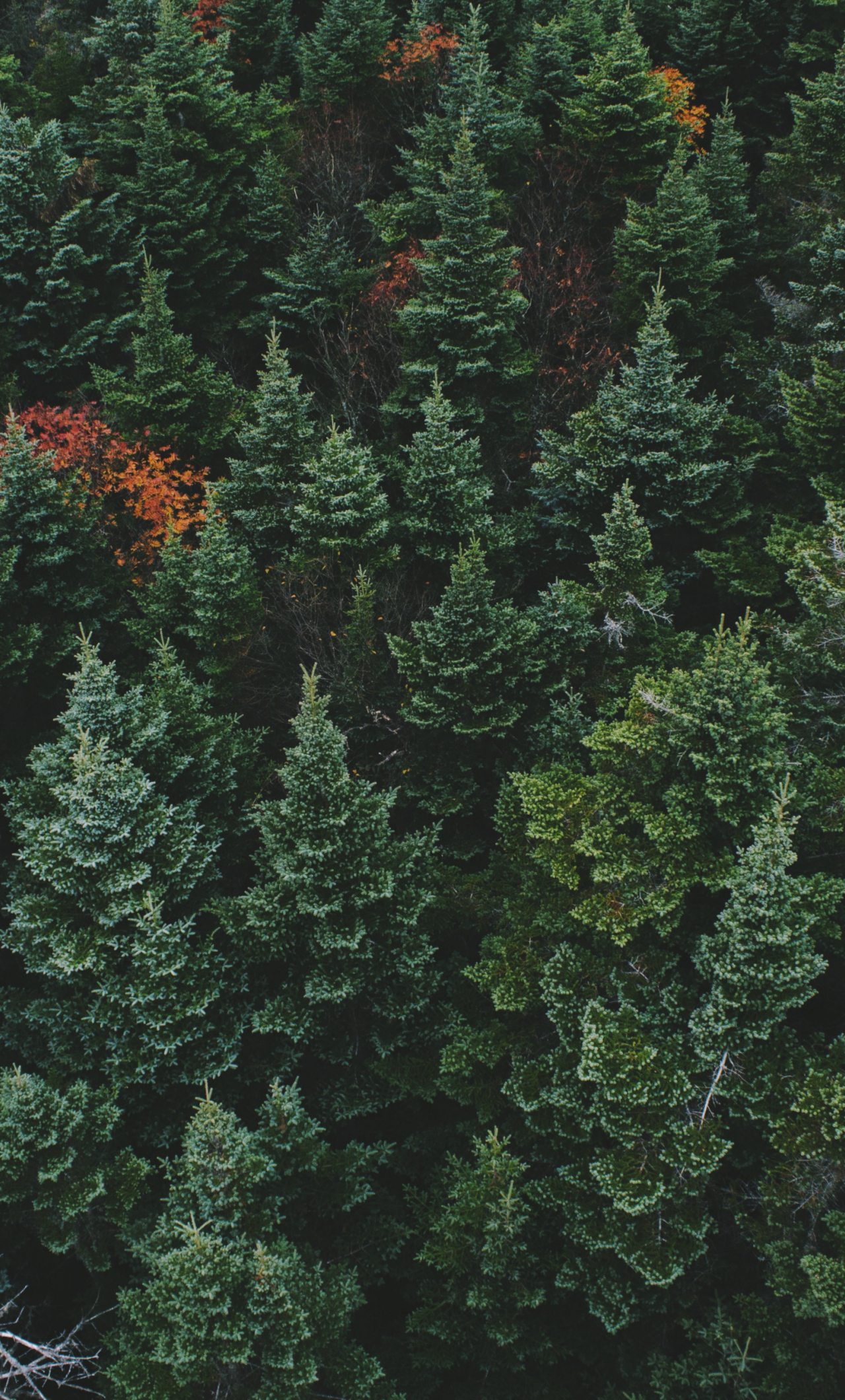 Drone Forest Wallpapers