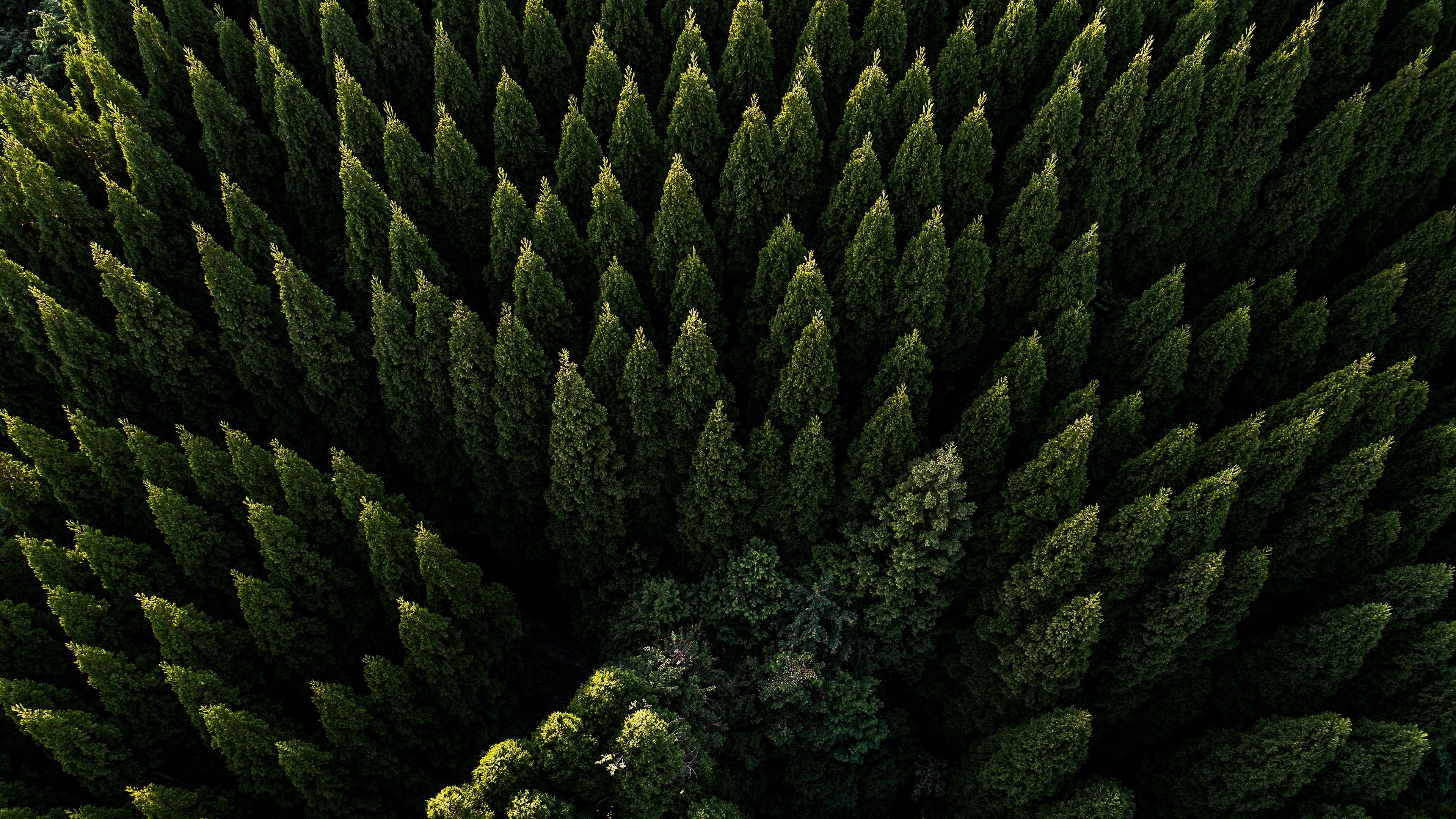 Drone Forest Wallpapers