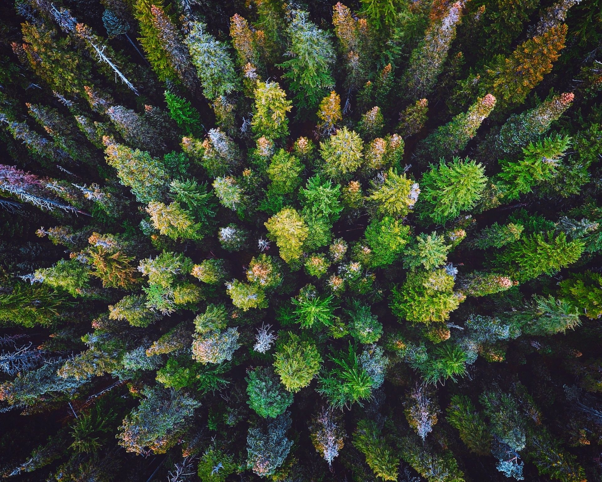 Drone Forest Wallpapers