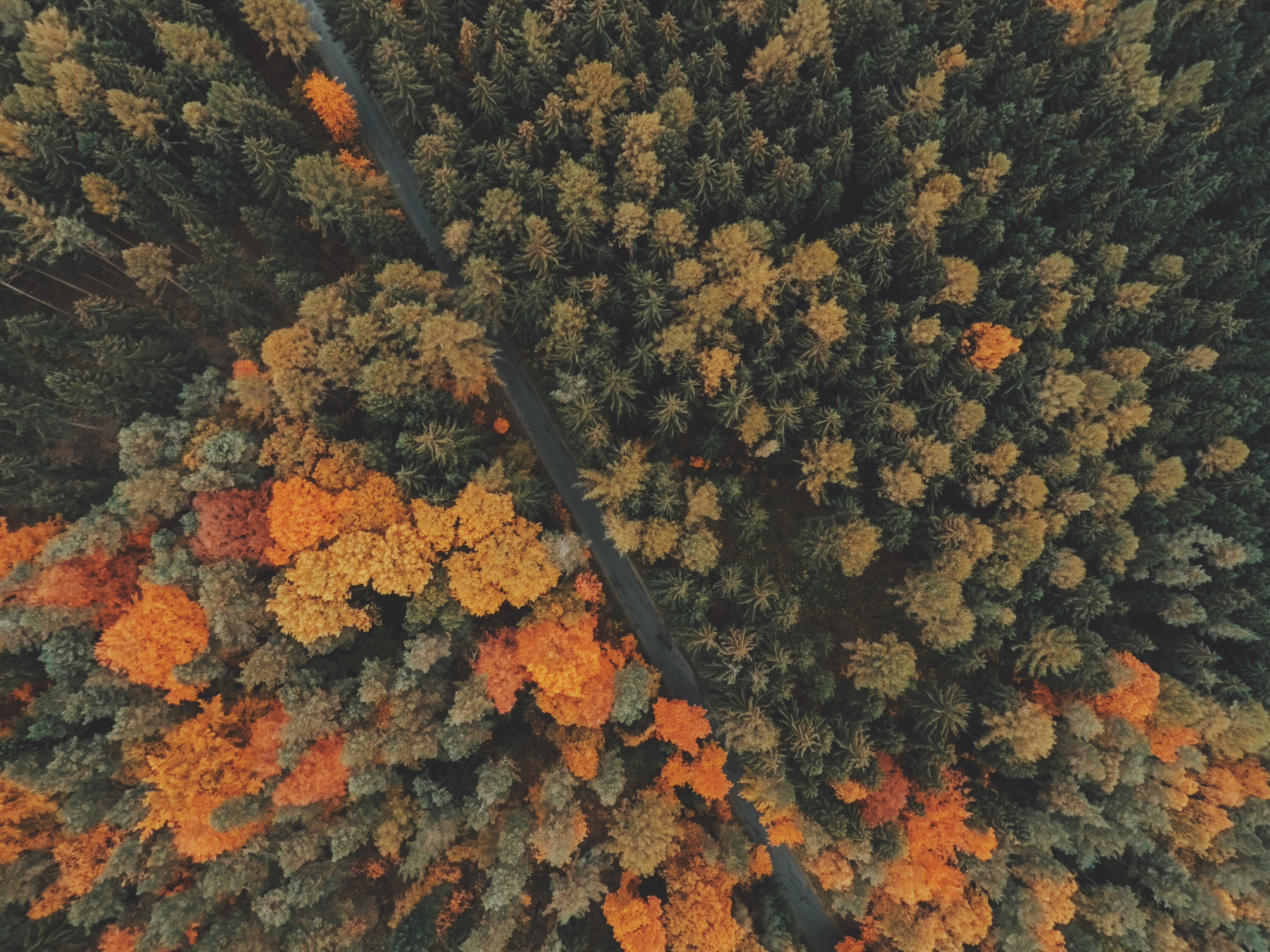 Drone Forest Wallpapers