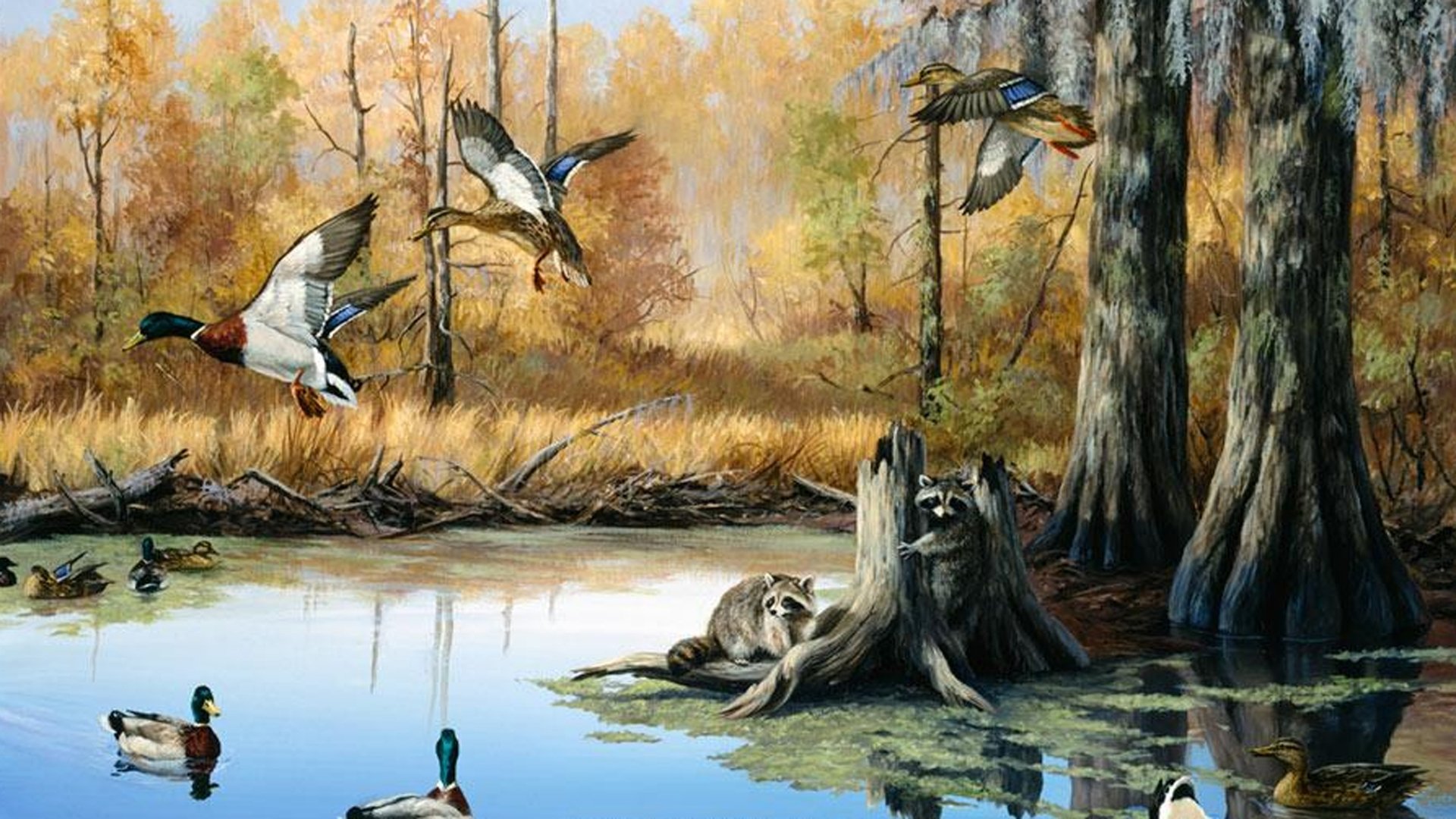 Duck Hunting Wallpapers