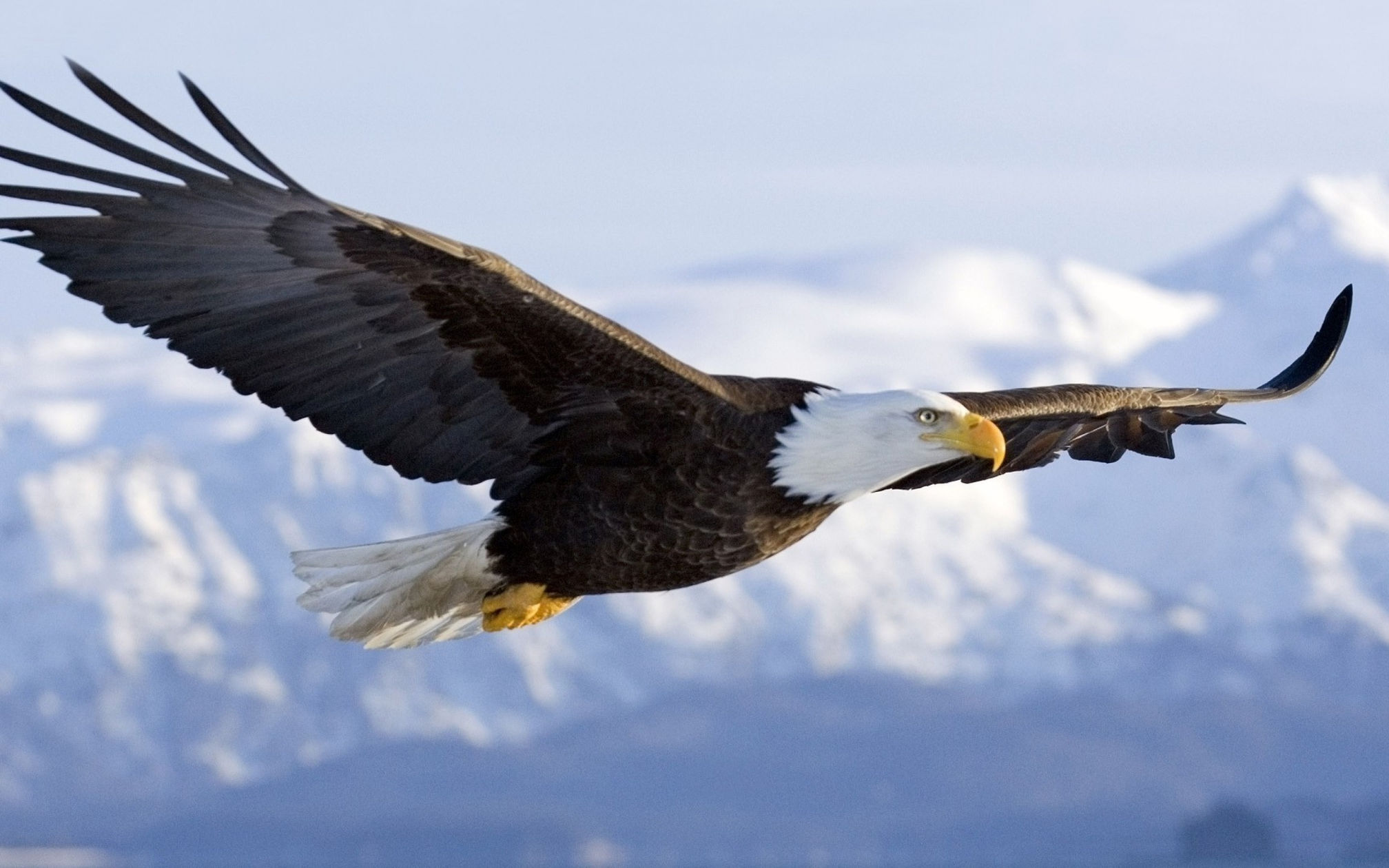 Eagle Flying Wallpapers