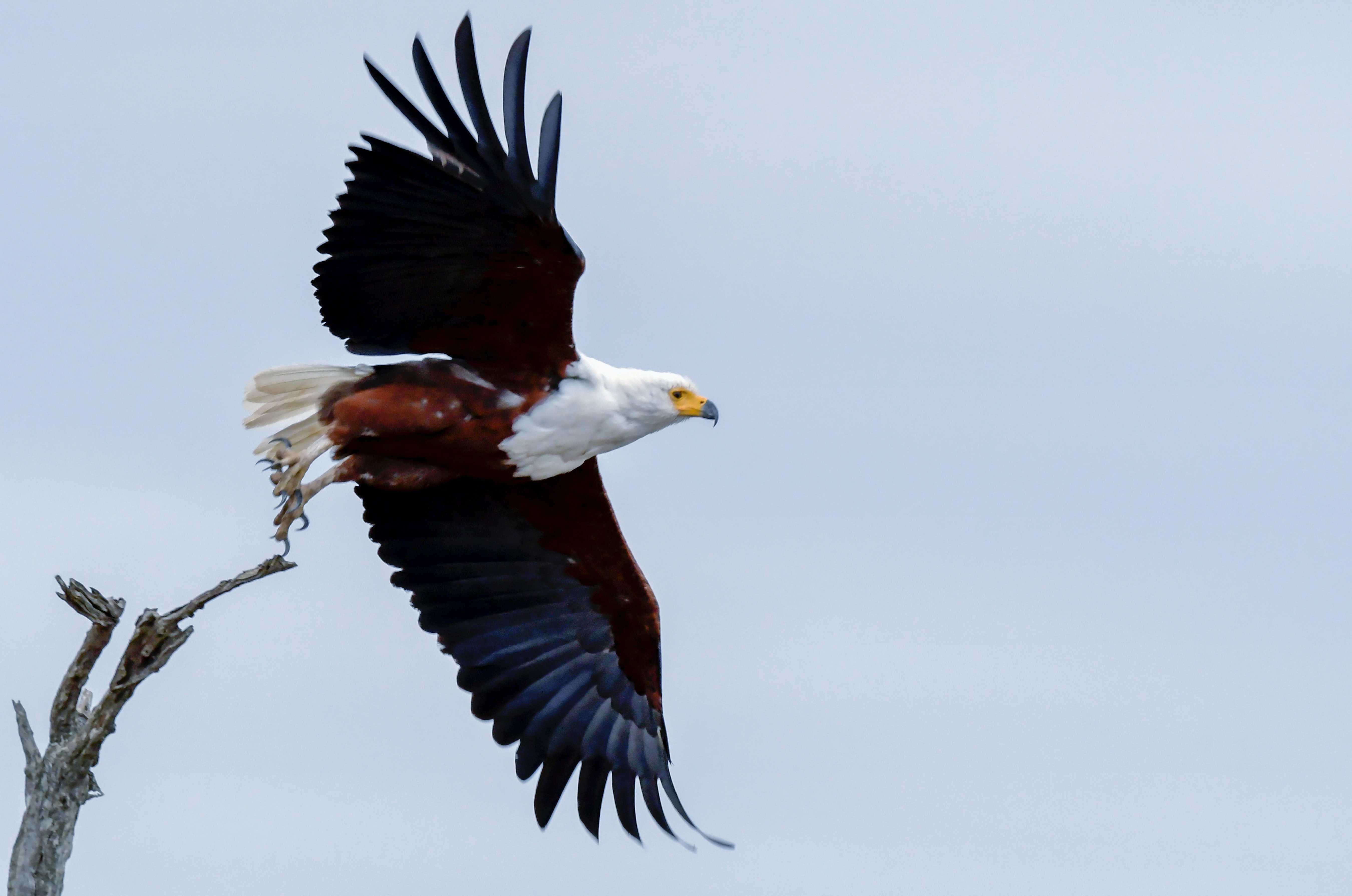 Eagle Flying Wallpapers