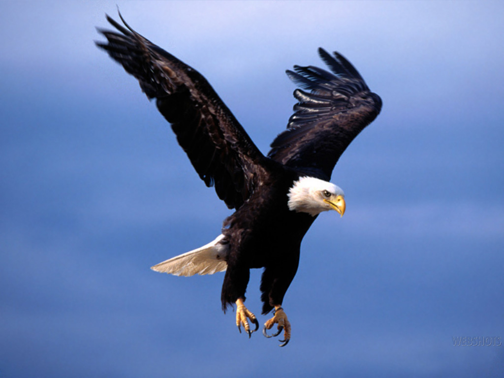 Eagle Flying Wallpapers