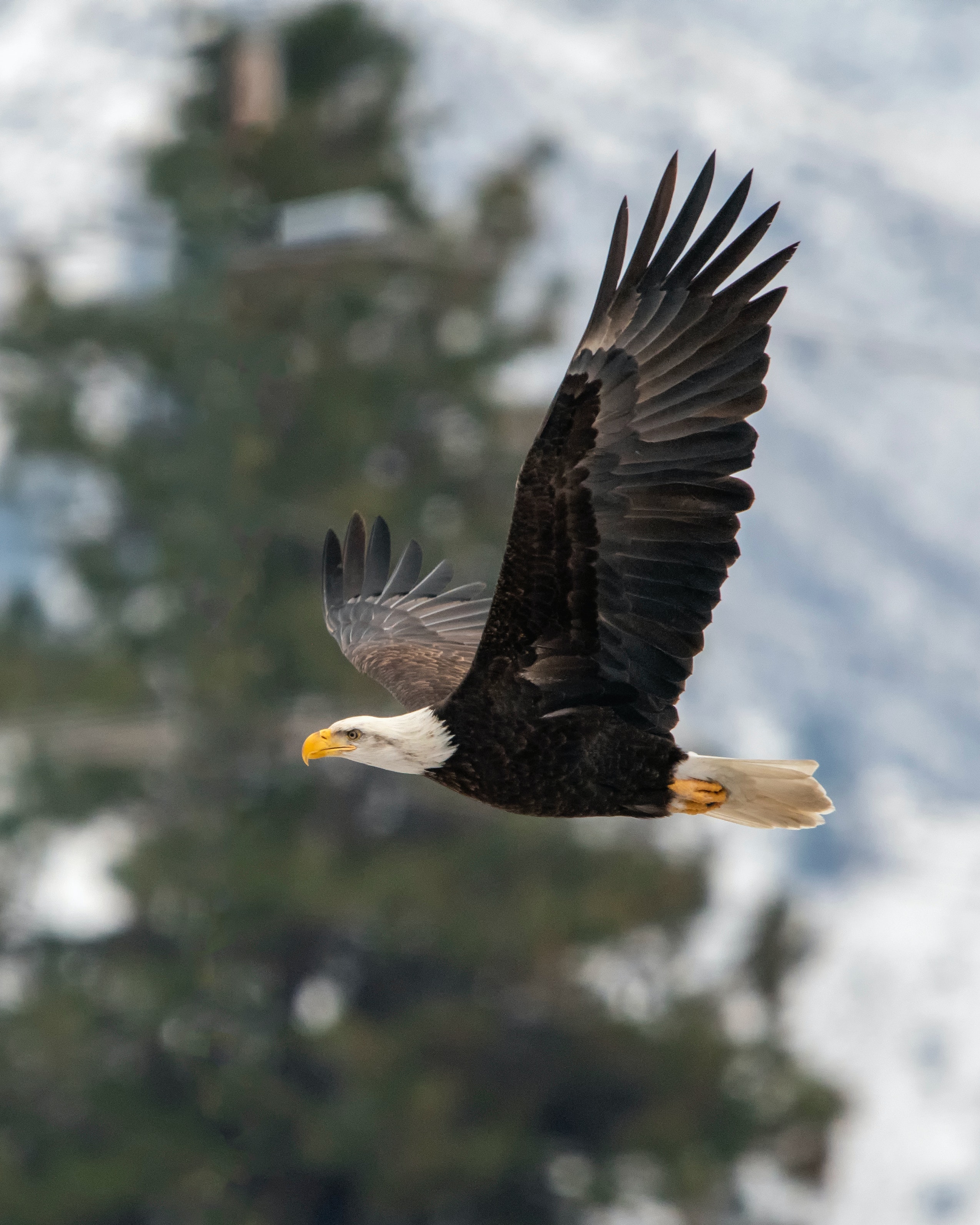 Eagle Flying Wallpapers