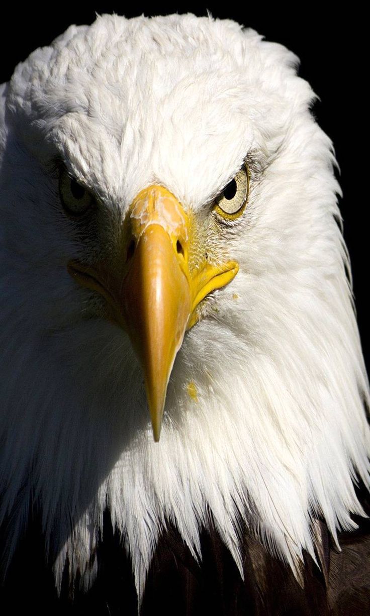 Eagle Hd Wallpapers