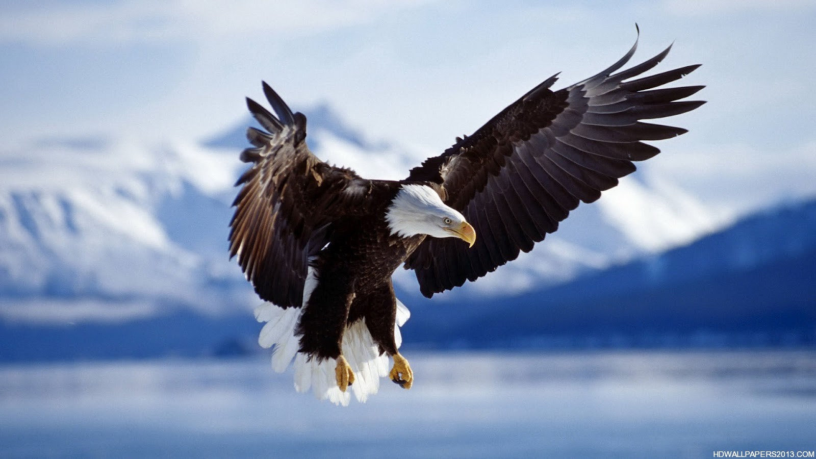 Eagle Hd Wallpapers