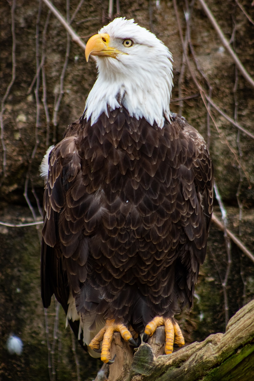 Eagle Hd Wallpapers