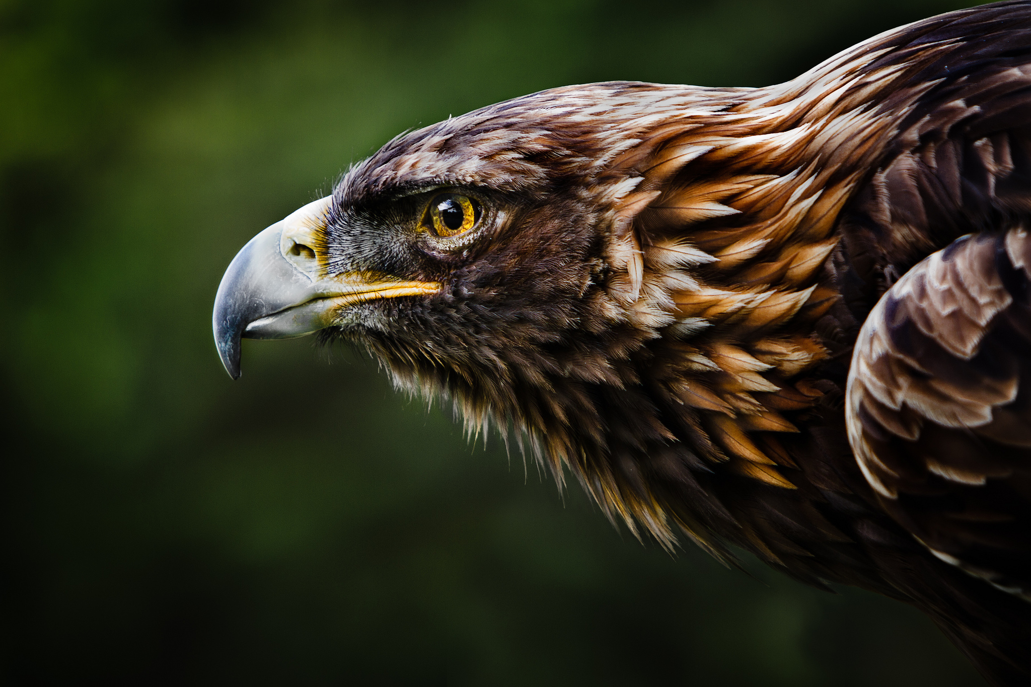 Eagle Hd Wallpapers