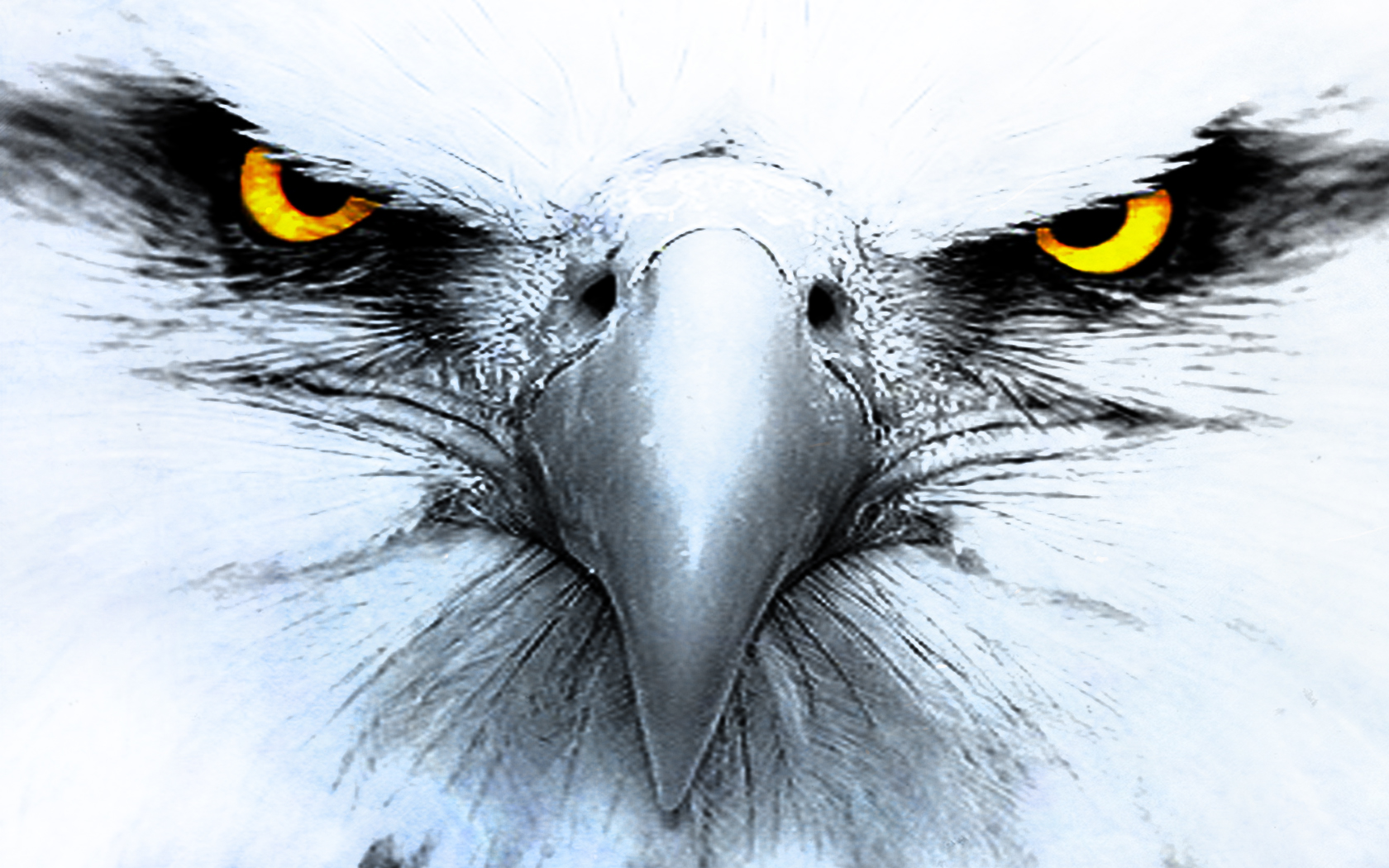 Eagle Hd Wallpapers