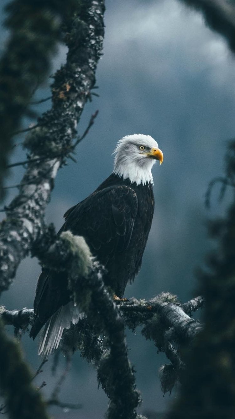 Eagle Iphone Wallpapers