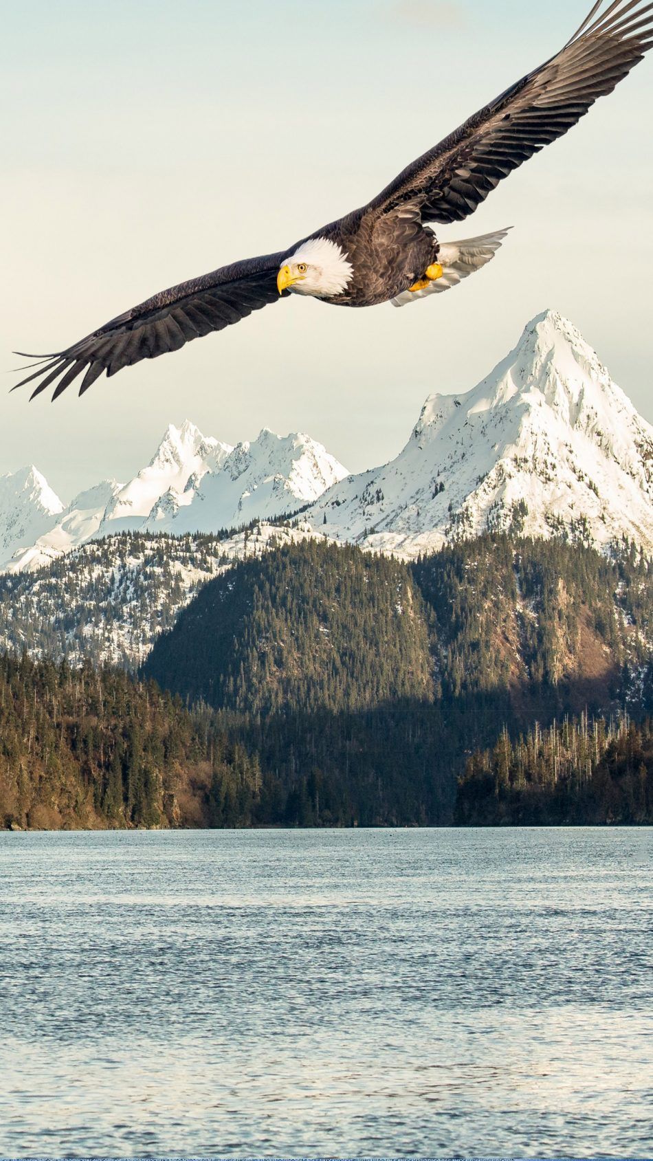 Eagle Iphone Wallpapers