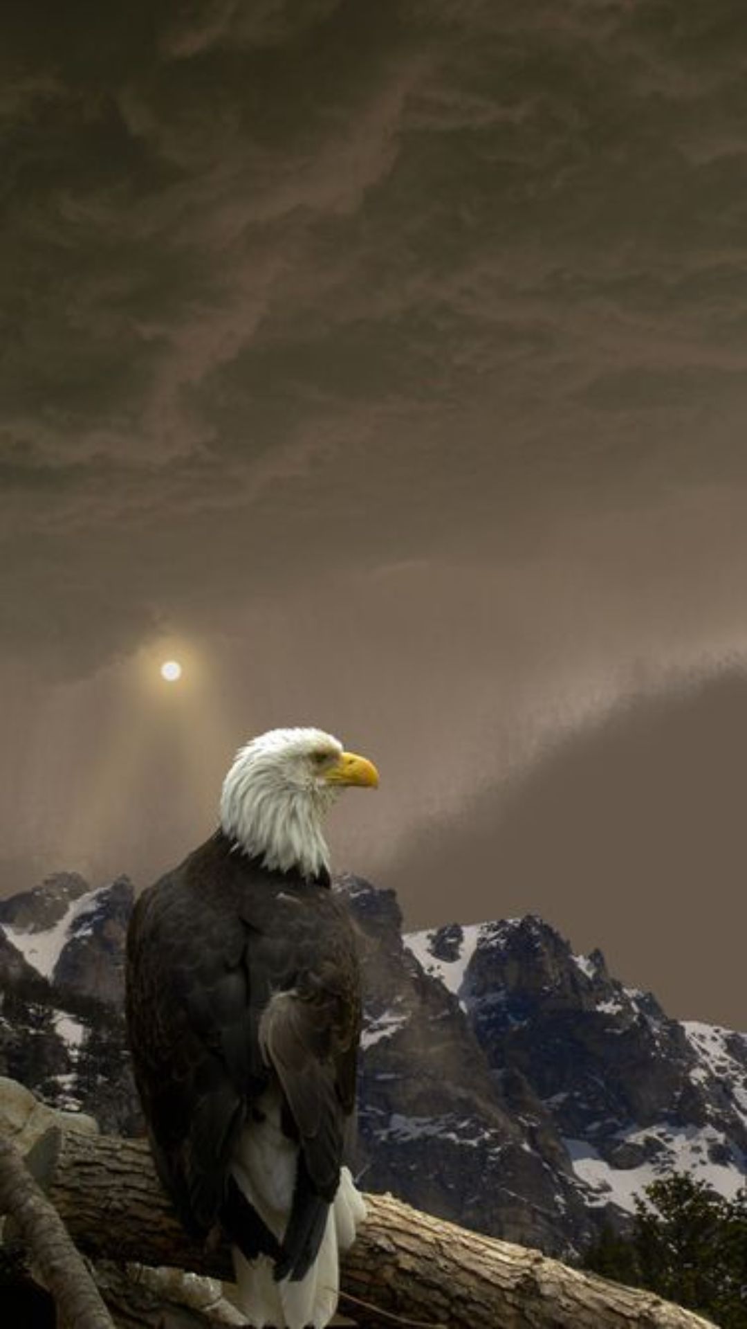 Eagle Iphone Wallpapers