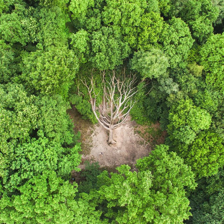 Earthy Green Wallpapers