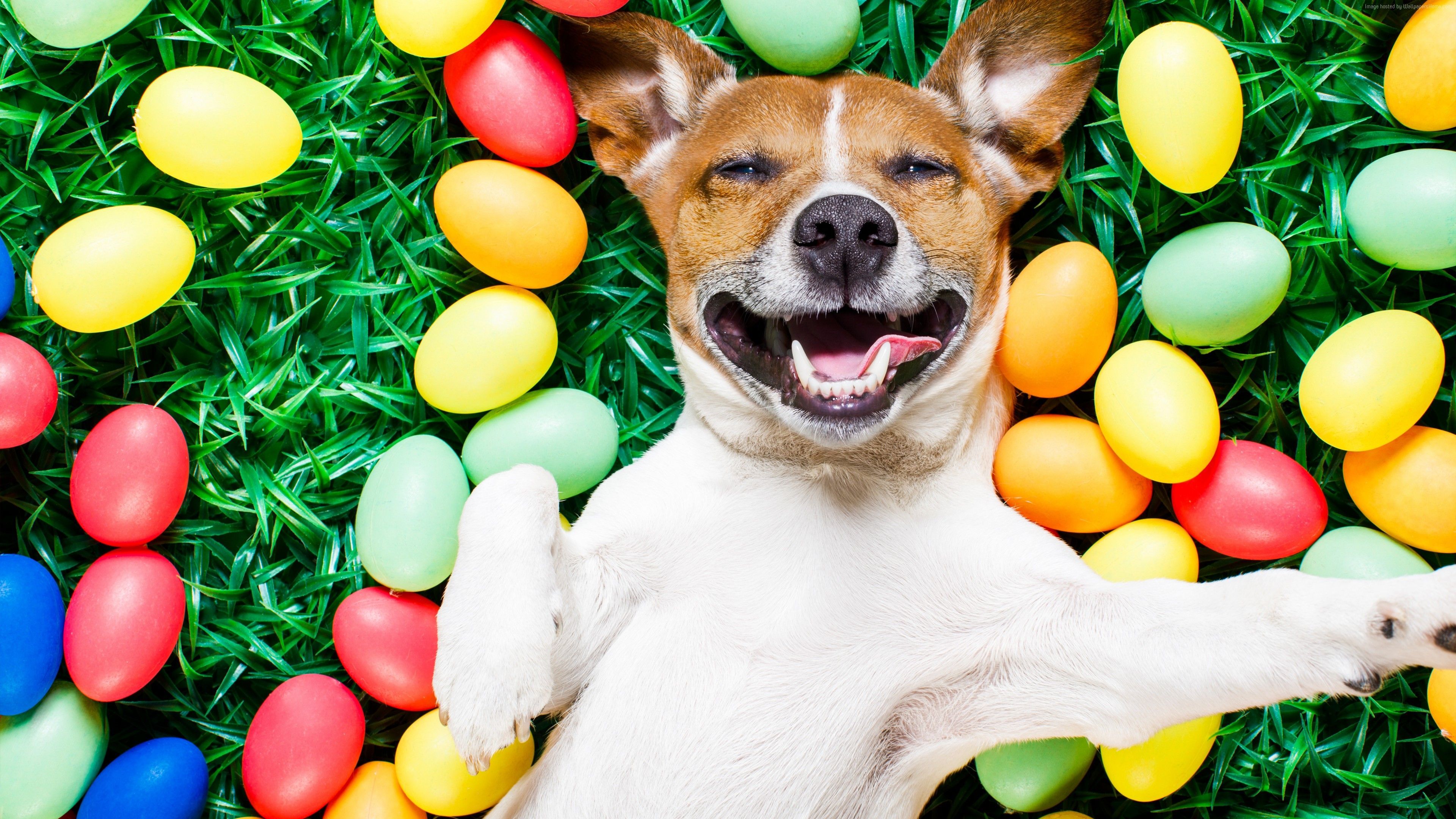 Easter Animal Images Wallpapers