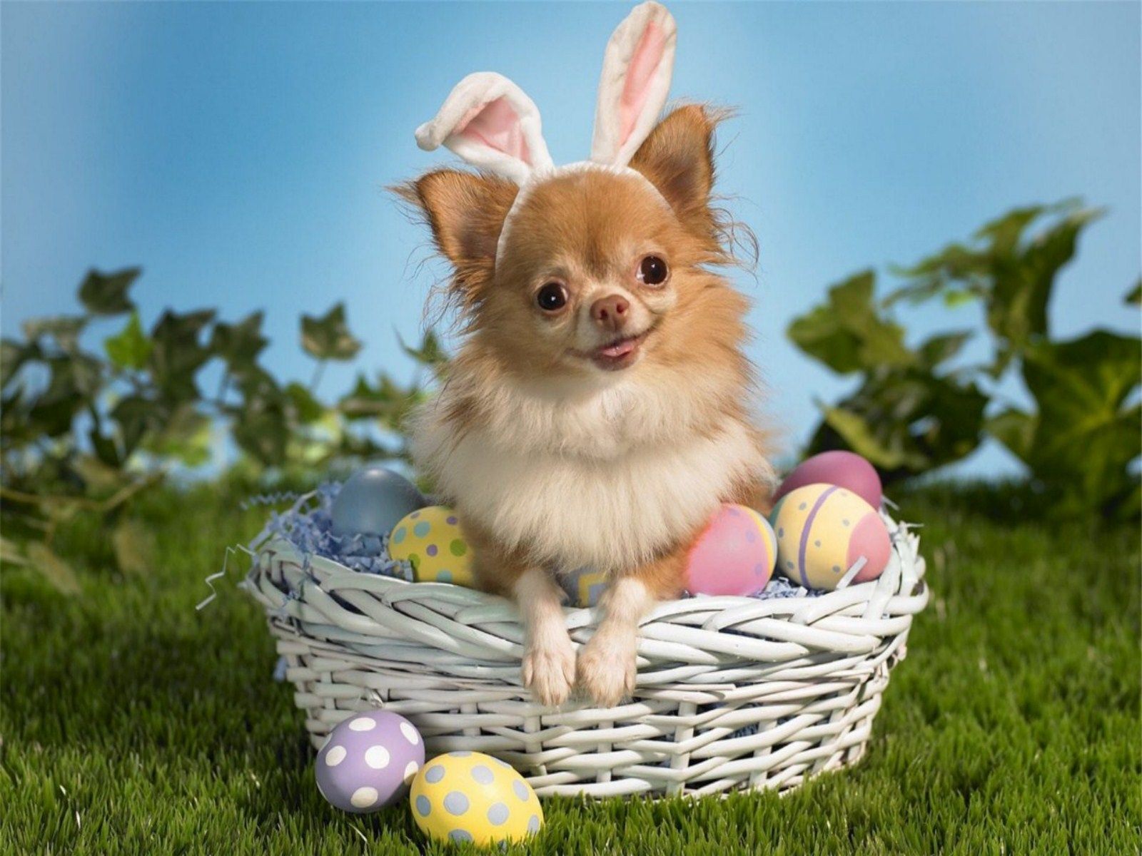 Easter Animal Images Wallpapers