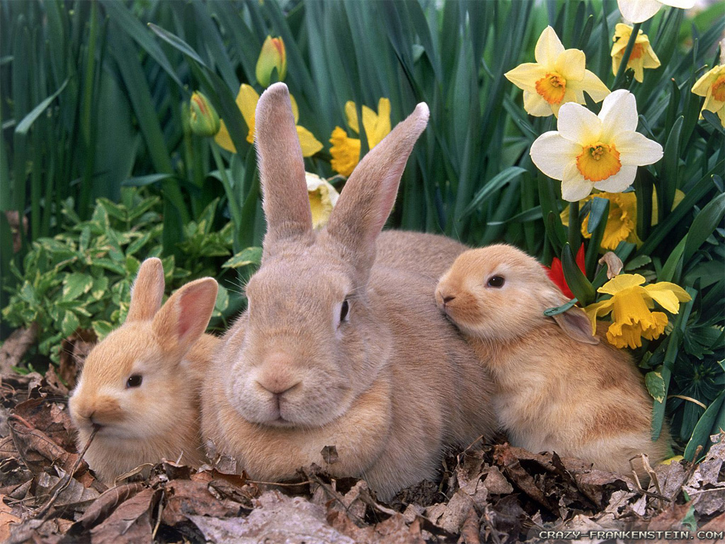 Easter Animal Images Wallpapers