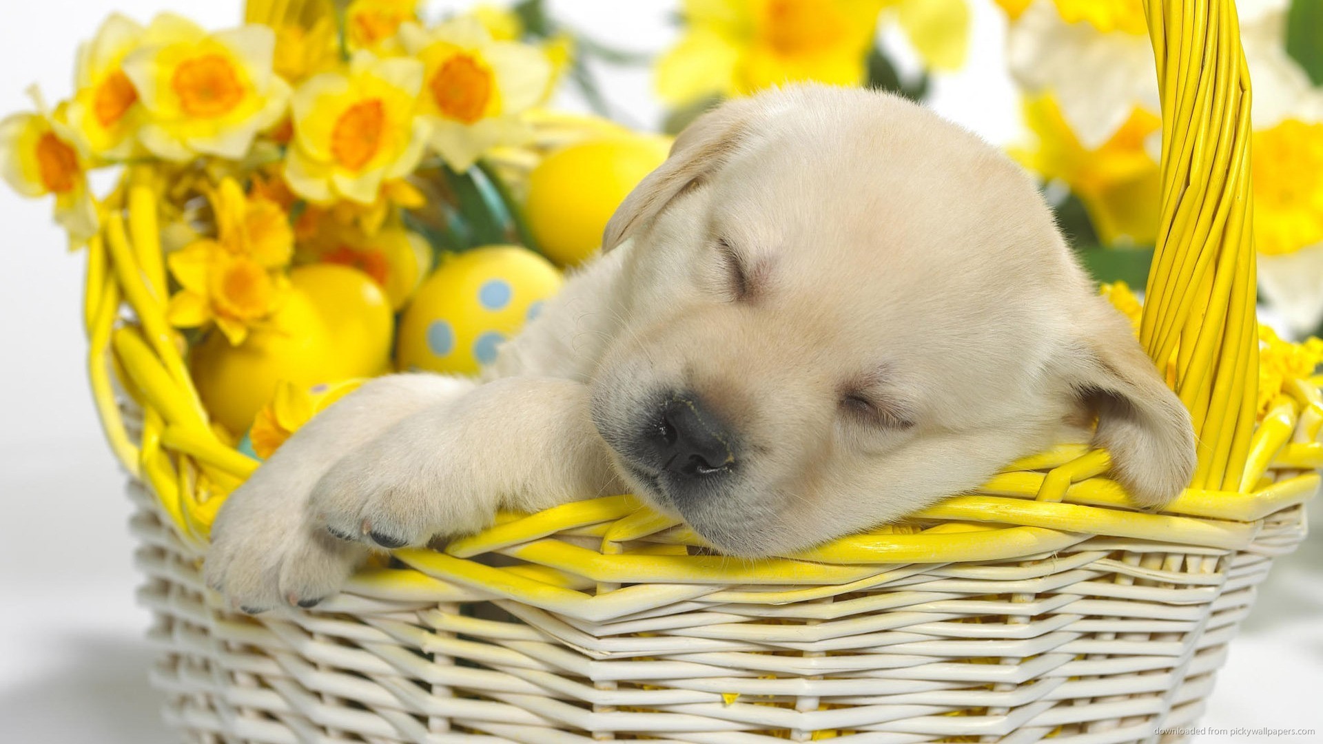 Easter Animal Images Wallpapers