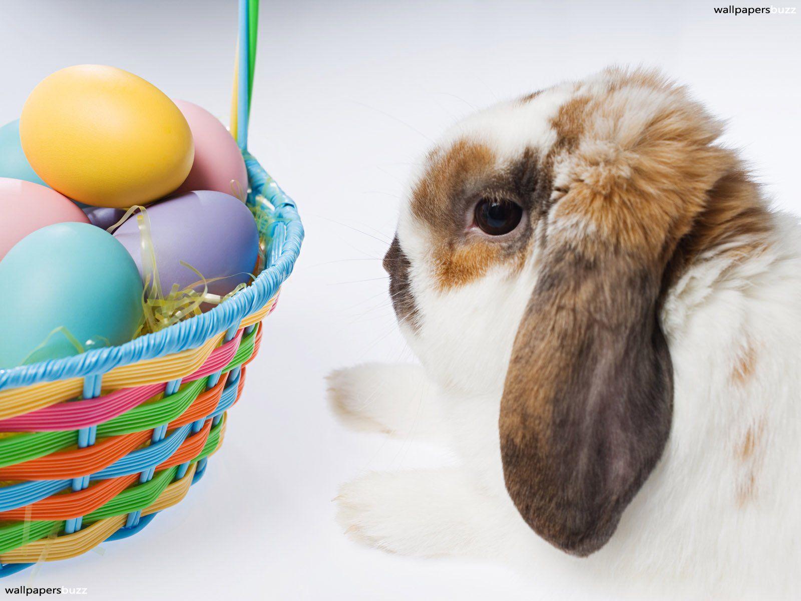 Easter Animal Images Wallpapers