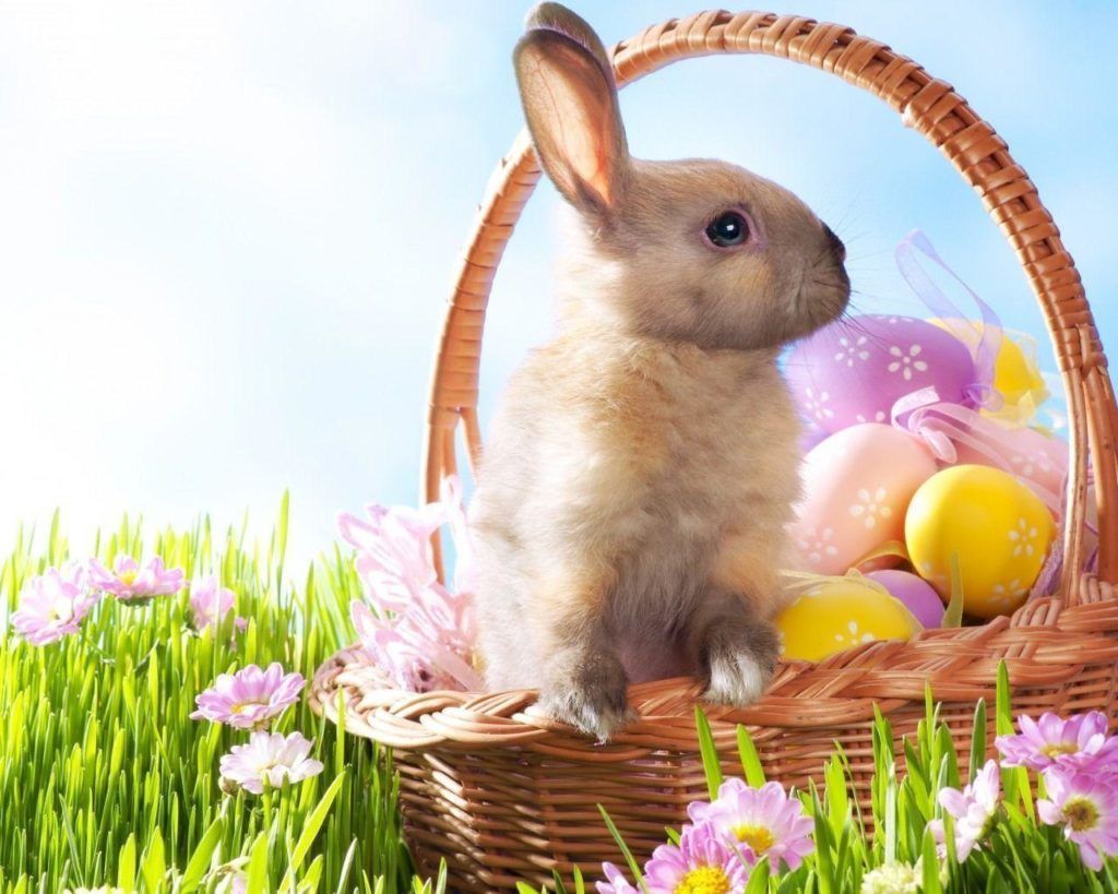 Easter Bunnies Wallpapers