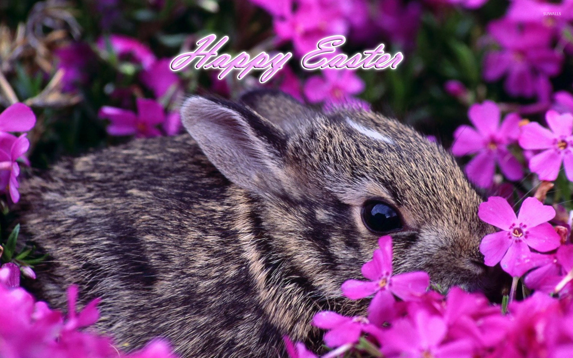 Easter Bunnies Wallpapers