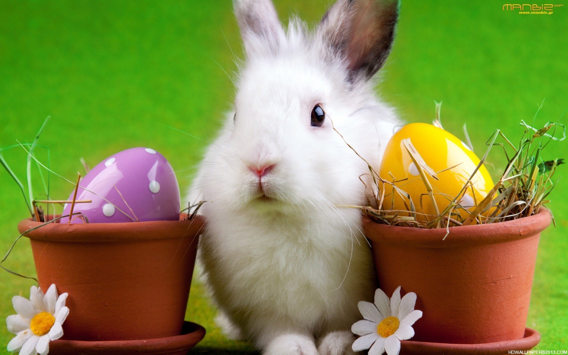 Easter Bunnies Wallpapers