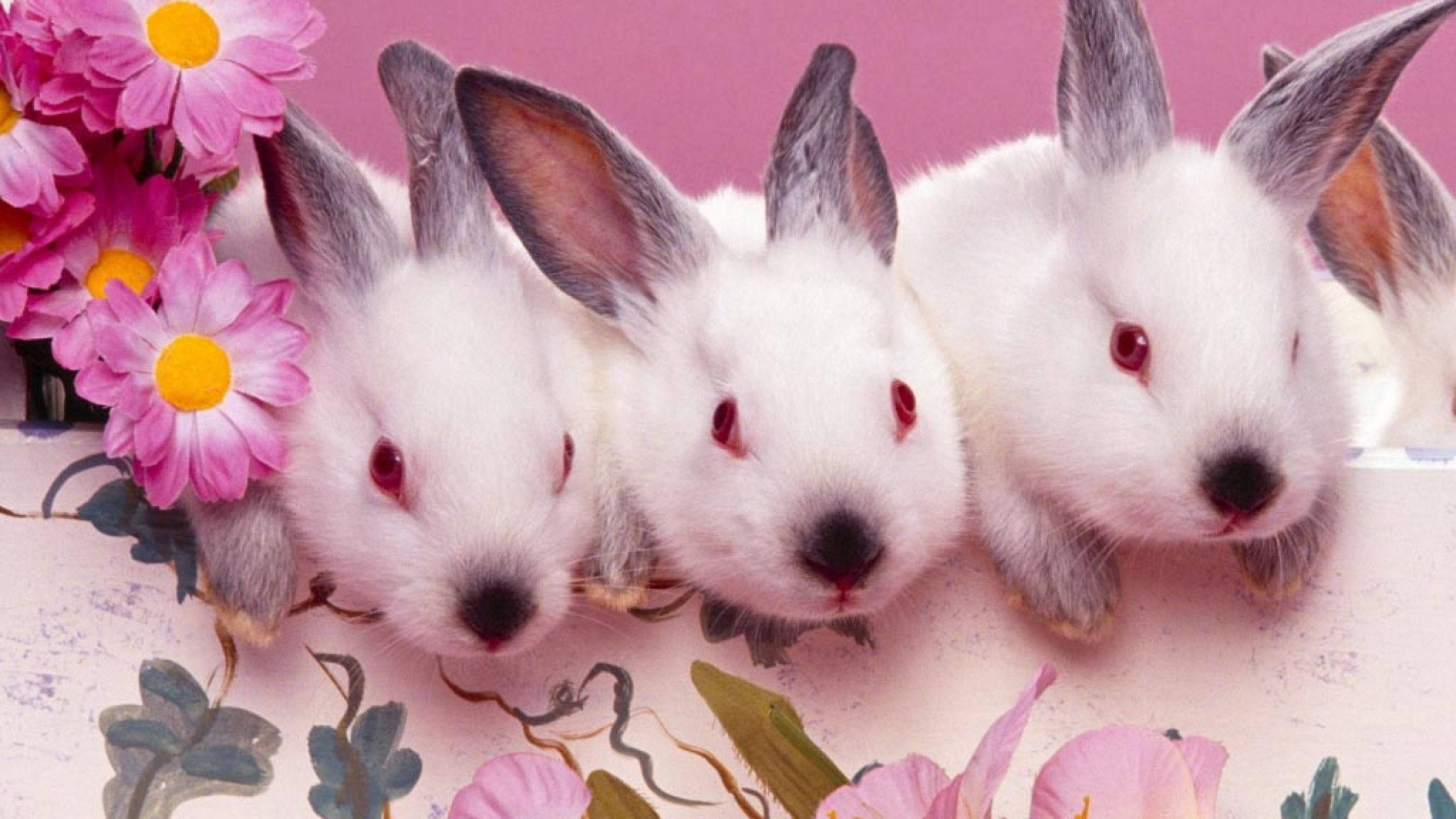 Easter Bunnies Wallpapers