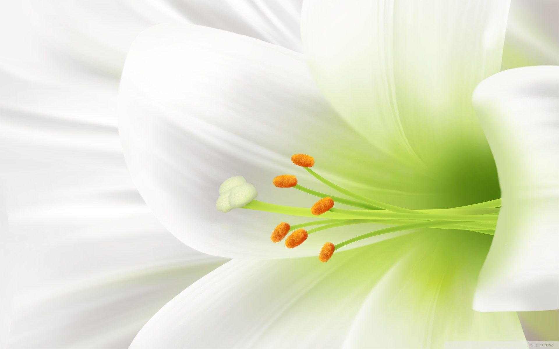 Easter Lily Wallpapers