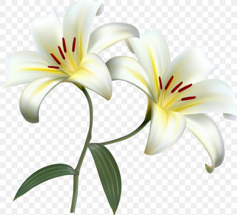 Easter Lily Wallpapers