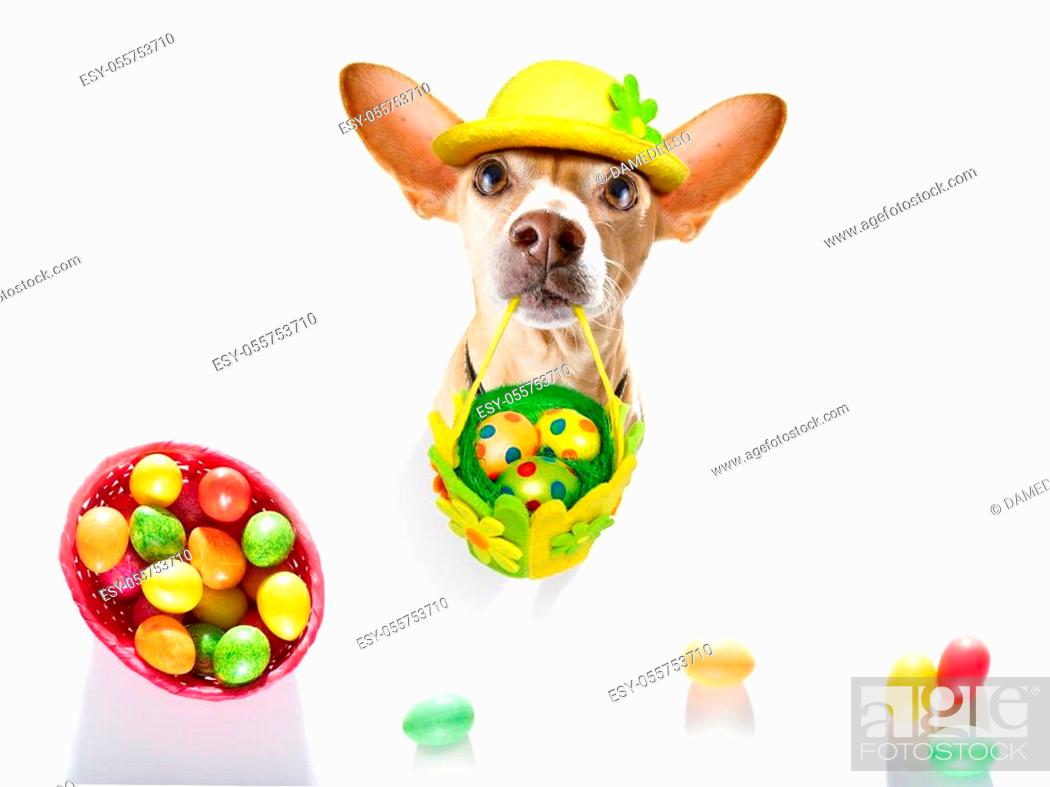 Egg Dog Wallpapers