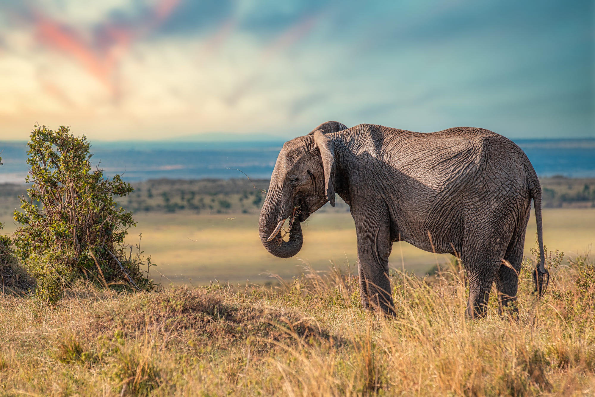 Elephant Desktop Wallpapers