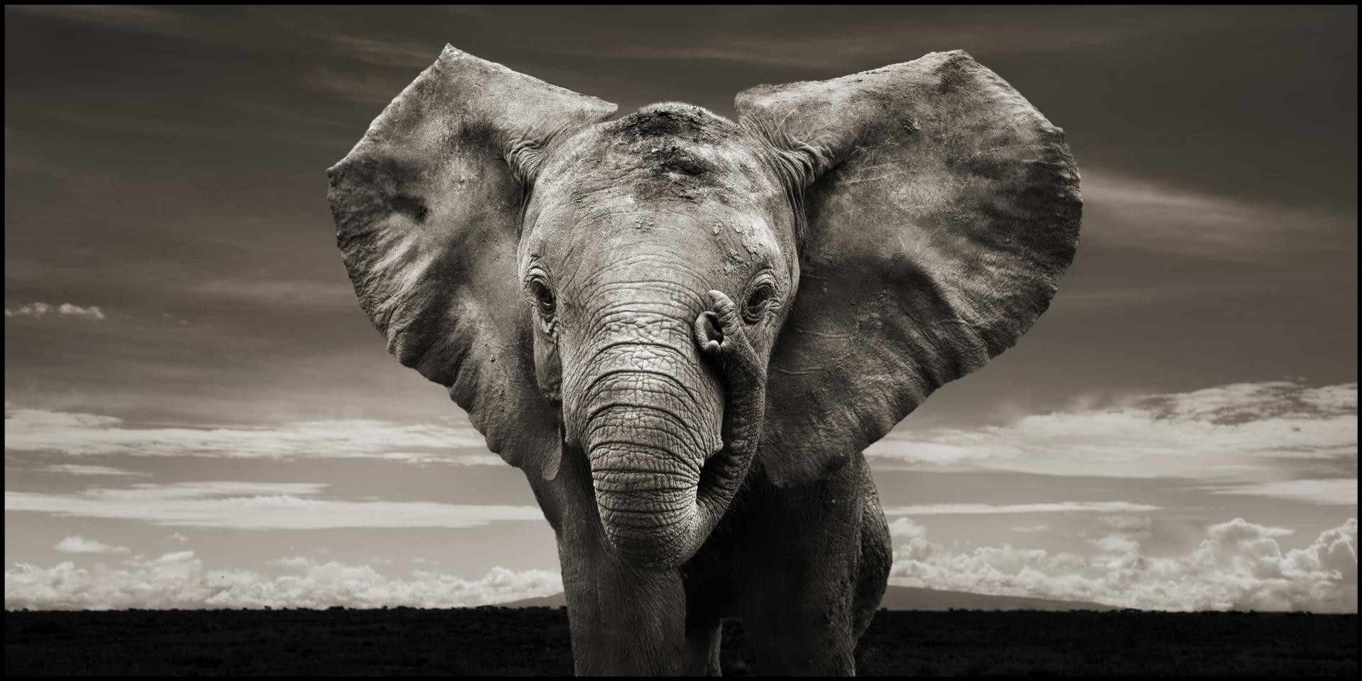 Elephant Desktop Wallpapers