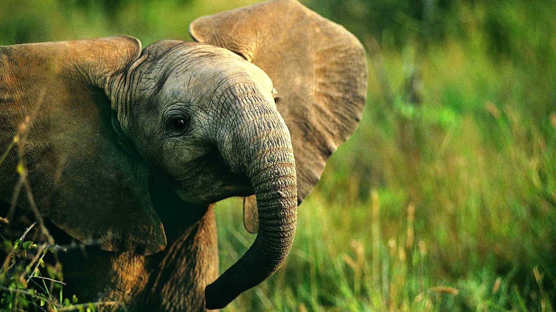 Elephant Desktop Wallpapers