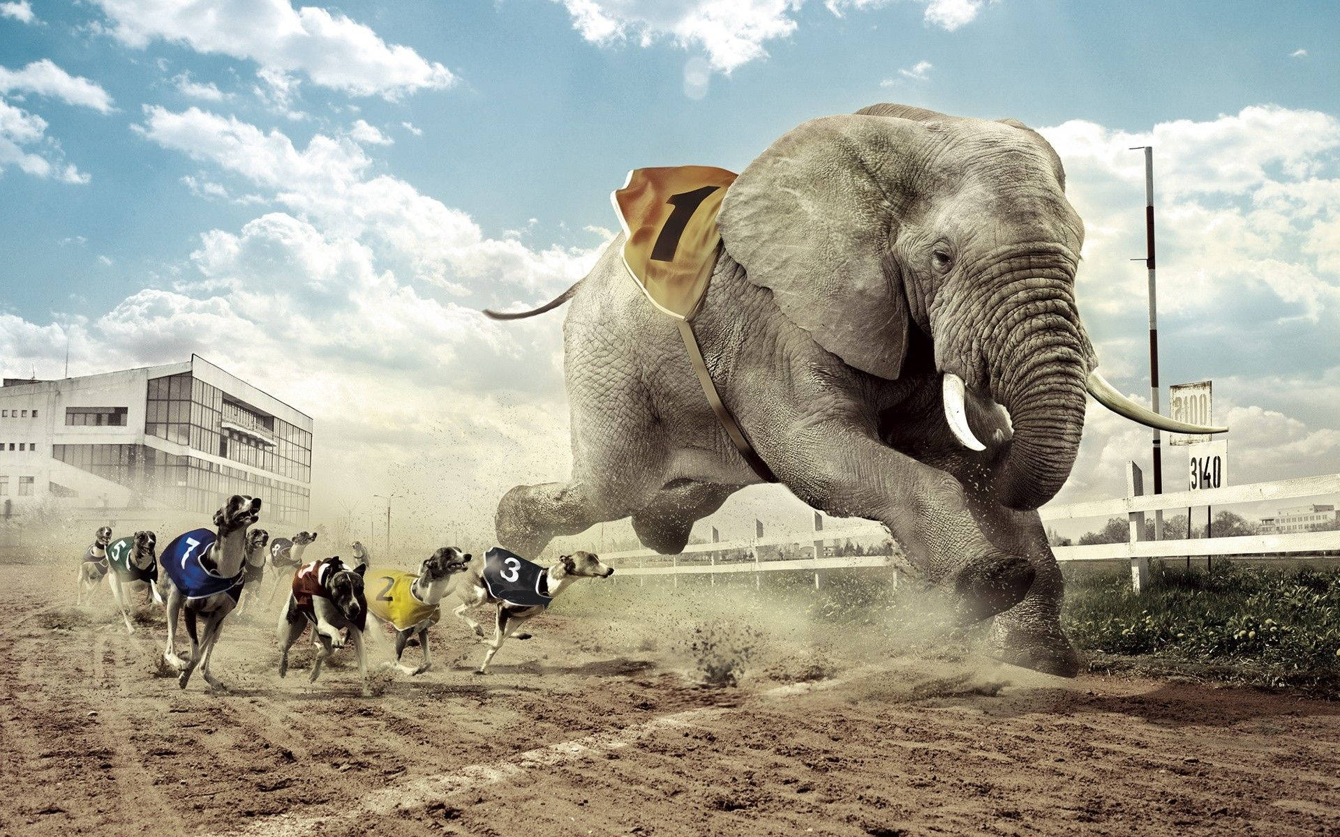 Elephant Desktop Wallpapers
