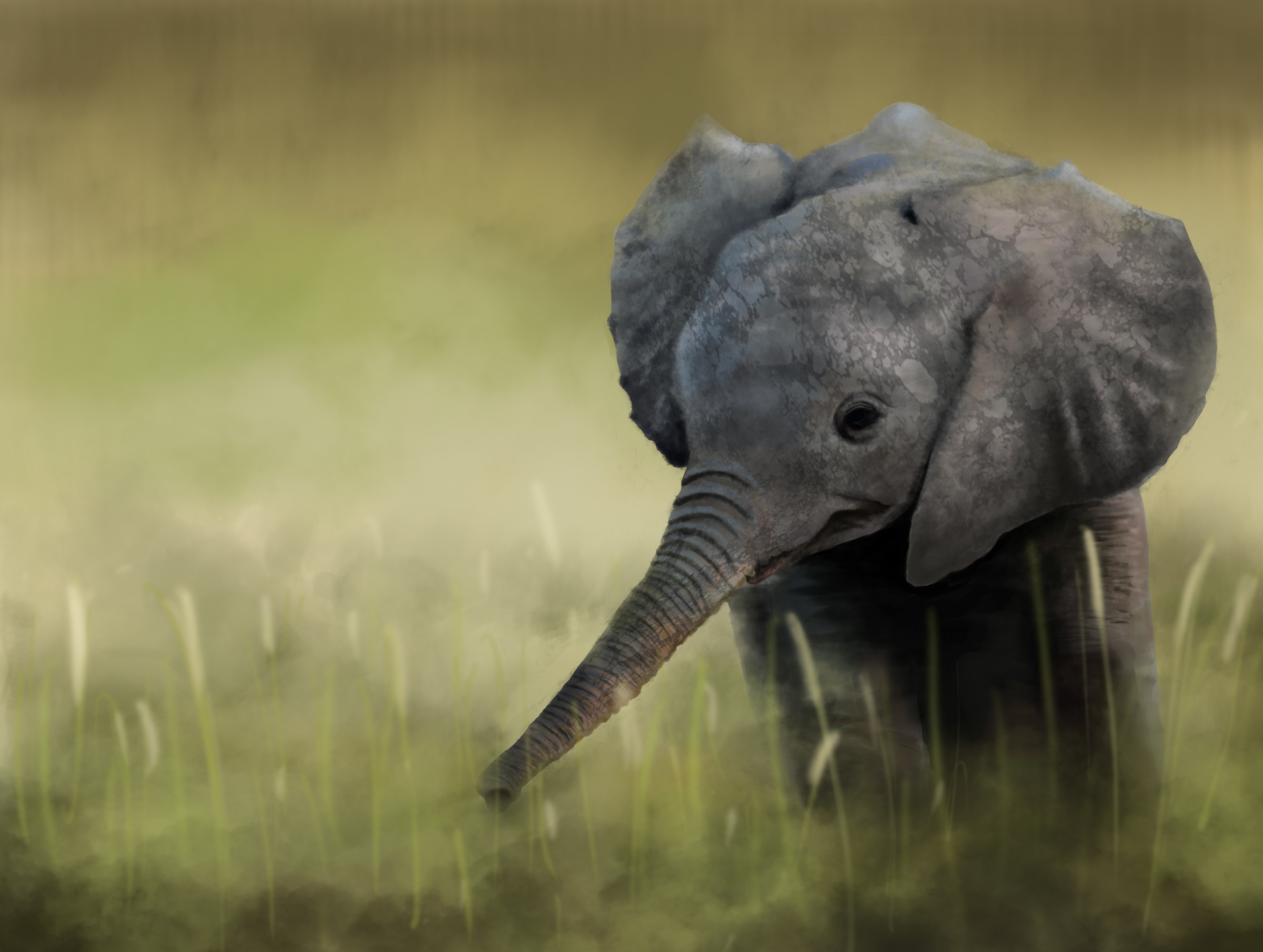 Elephant Desktop Wallpapers