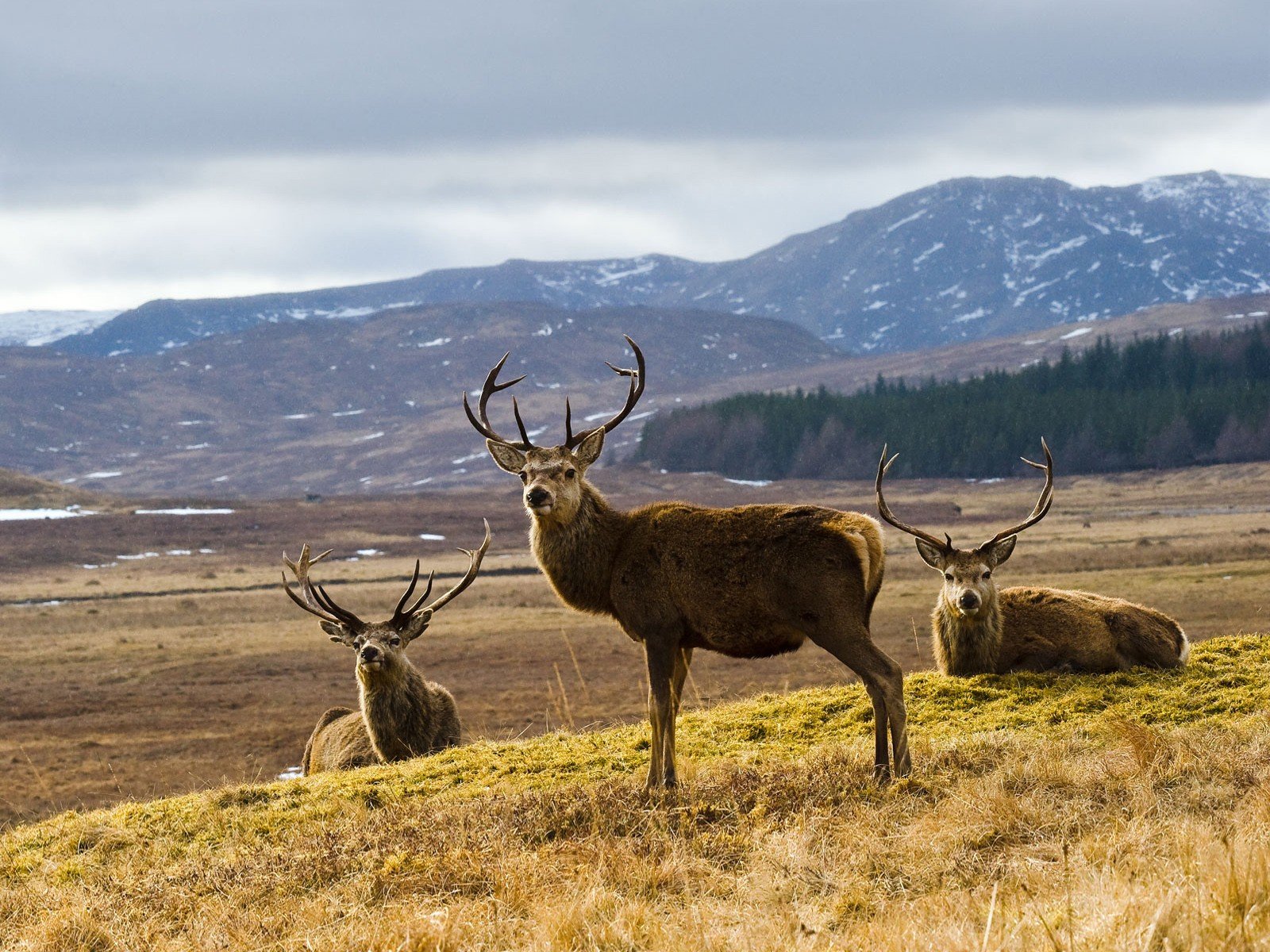 Elk Desktop Wallpapers