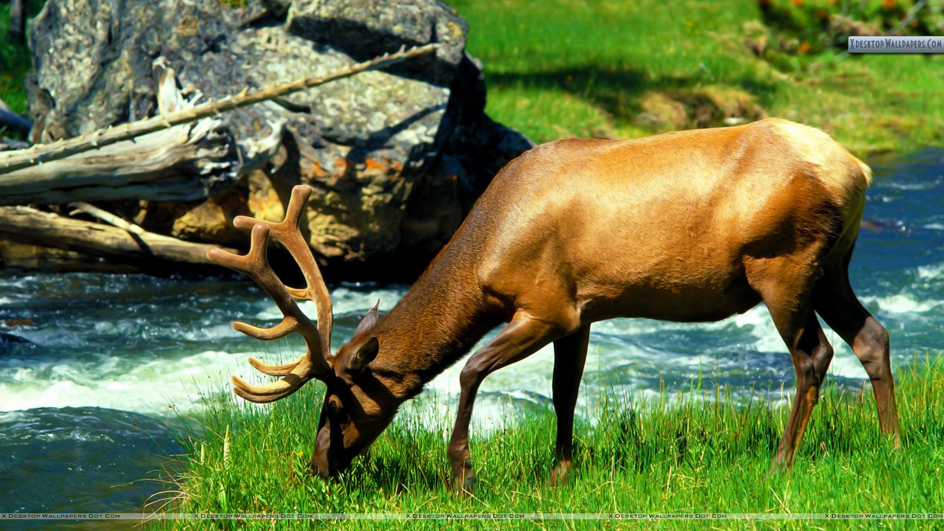 Elk Desktop Wallpapers