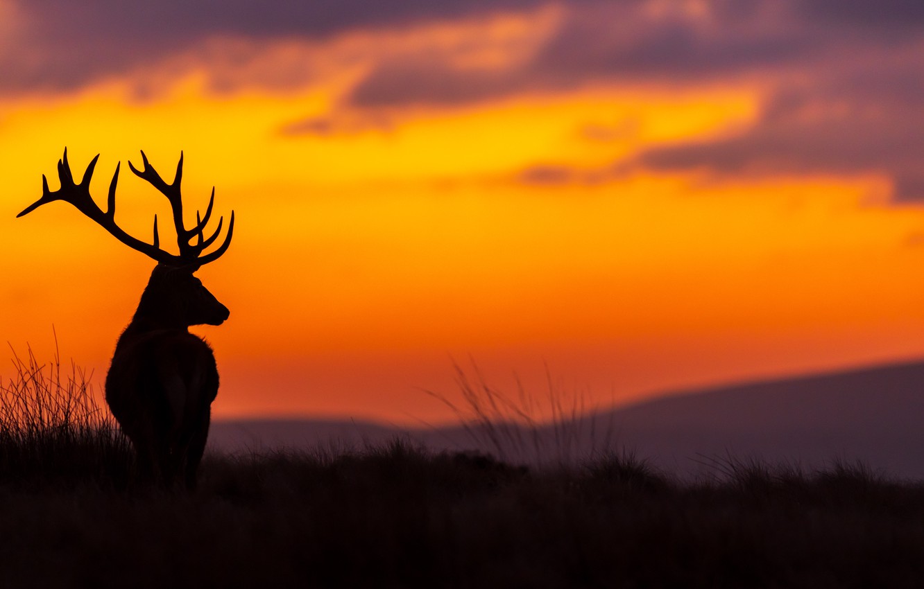 Elk Sunset Wallpapers