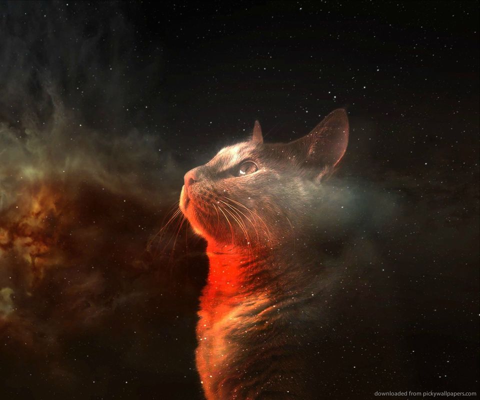 Epic Cat Wallpapers